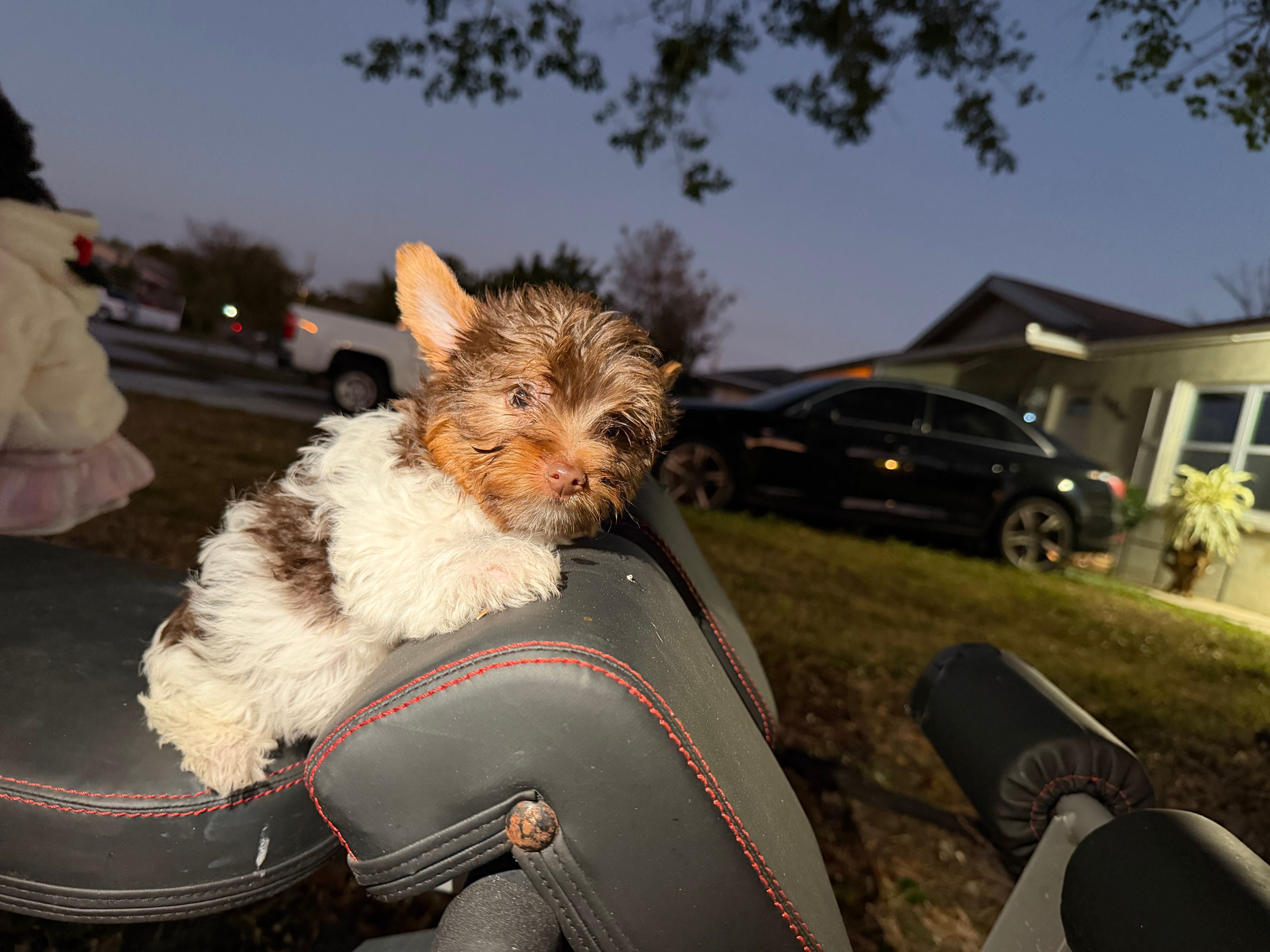 Coci – Yorkshire Terrier puppy for sale in West Palm Beach, FL