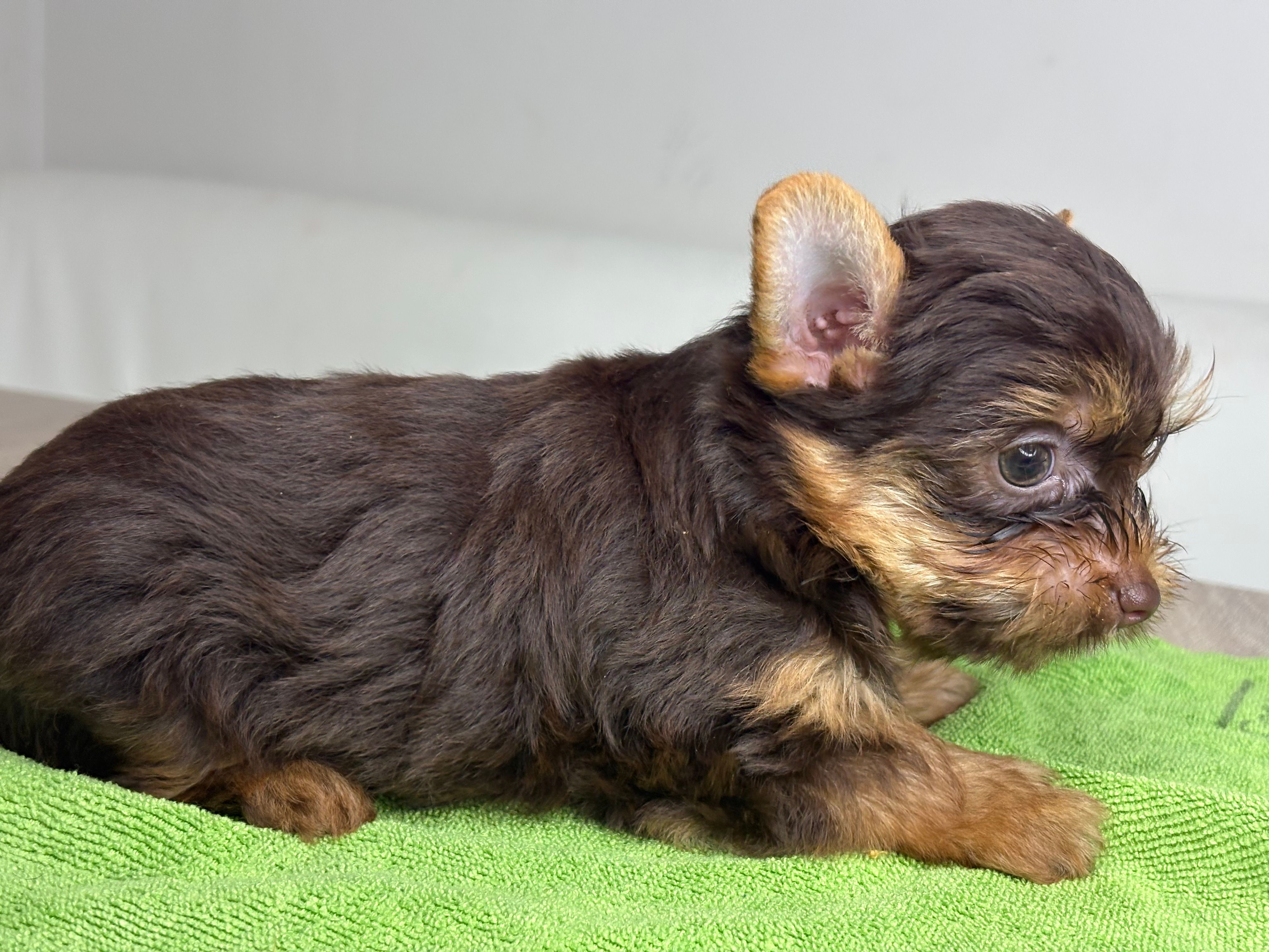 Chocolate  – Yorkshire Terrier puppy for sale in West Palm Beach, FL