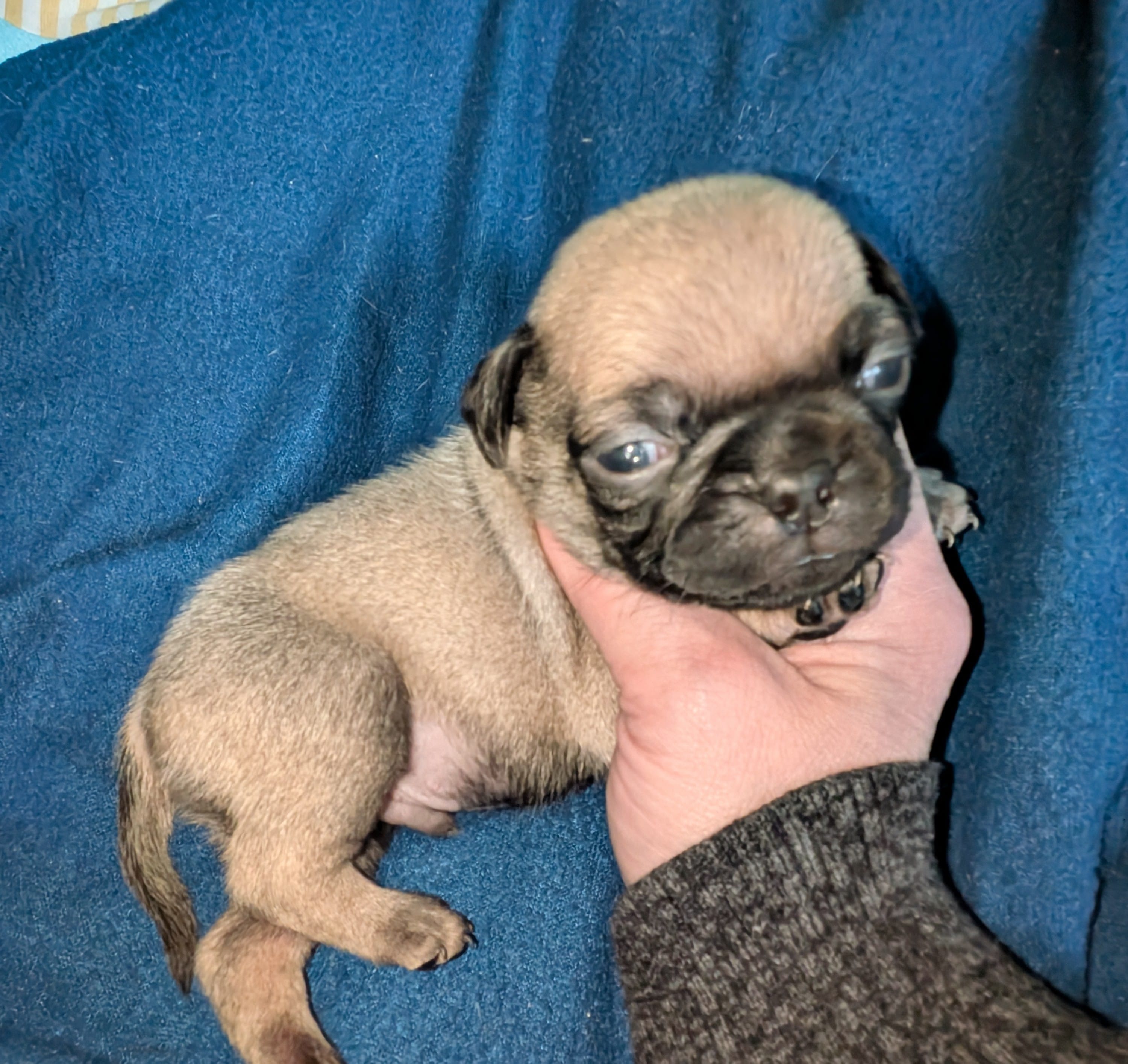 Margo 6 – Pug puppy for sale in Toledo, OH