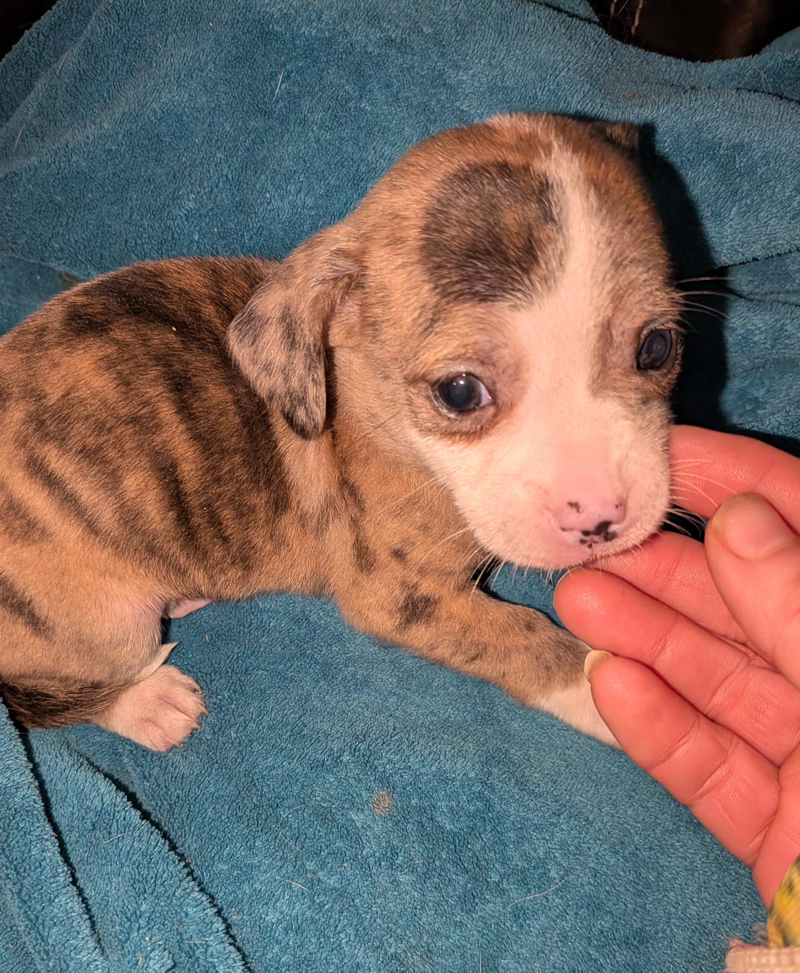 Merlin – Xoloitzcuintli, Chihuahua puppy for sale in Toledo, OH