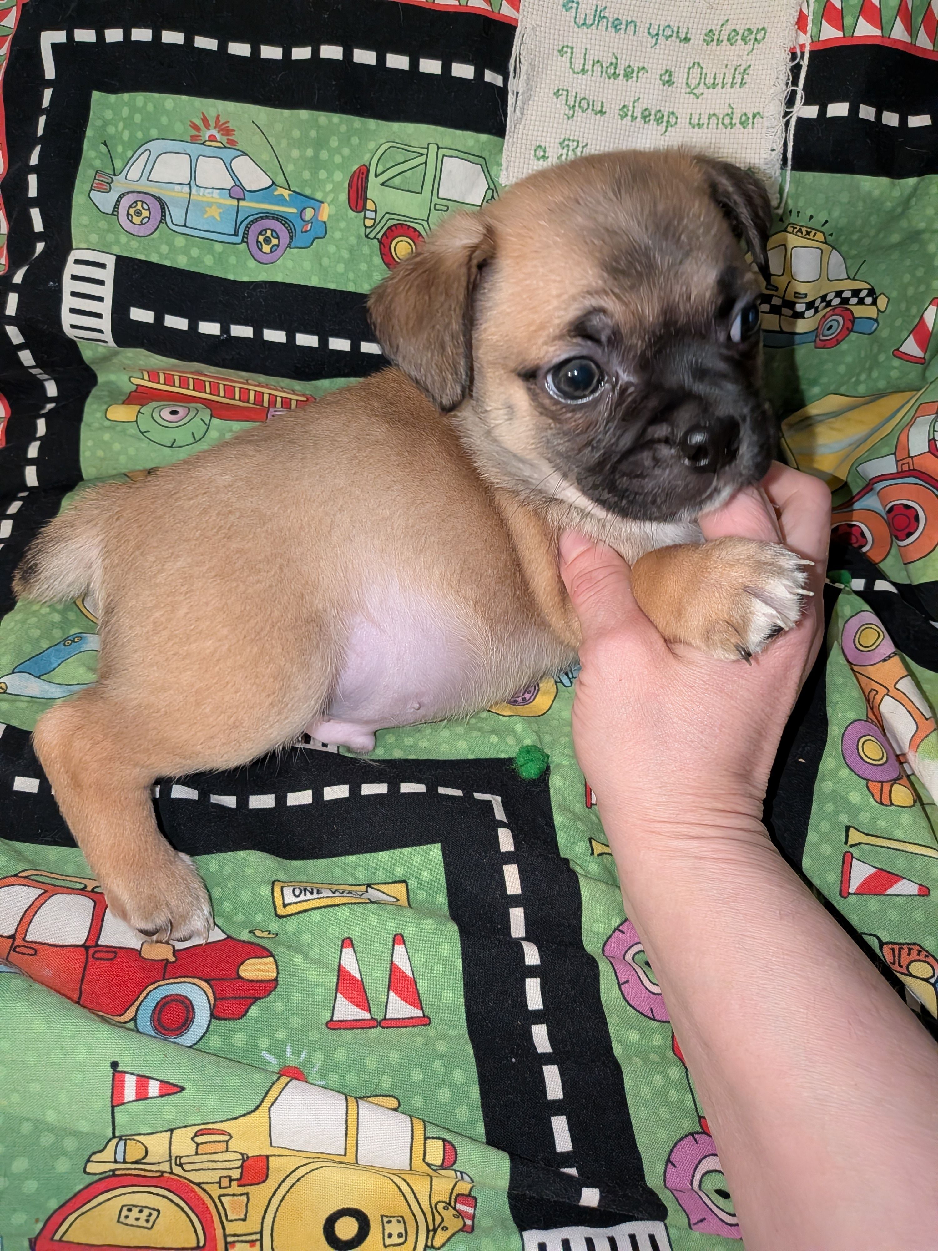 Chubs  – Chihuahua, Pug puppy for sale in Toledo, OH
