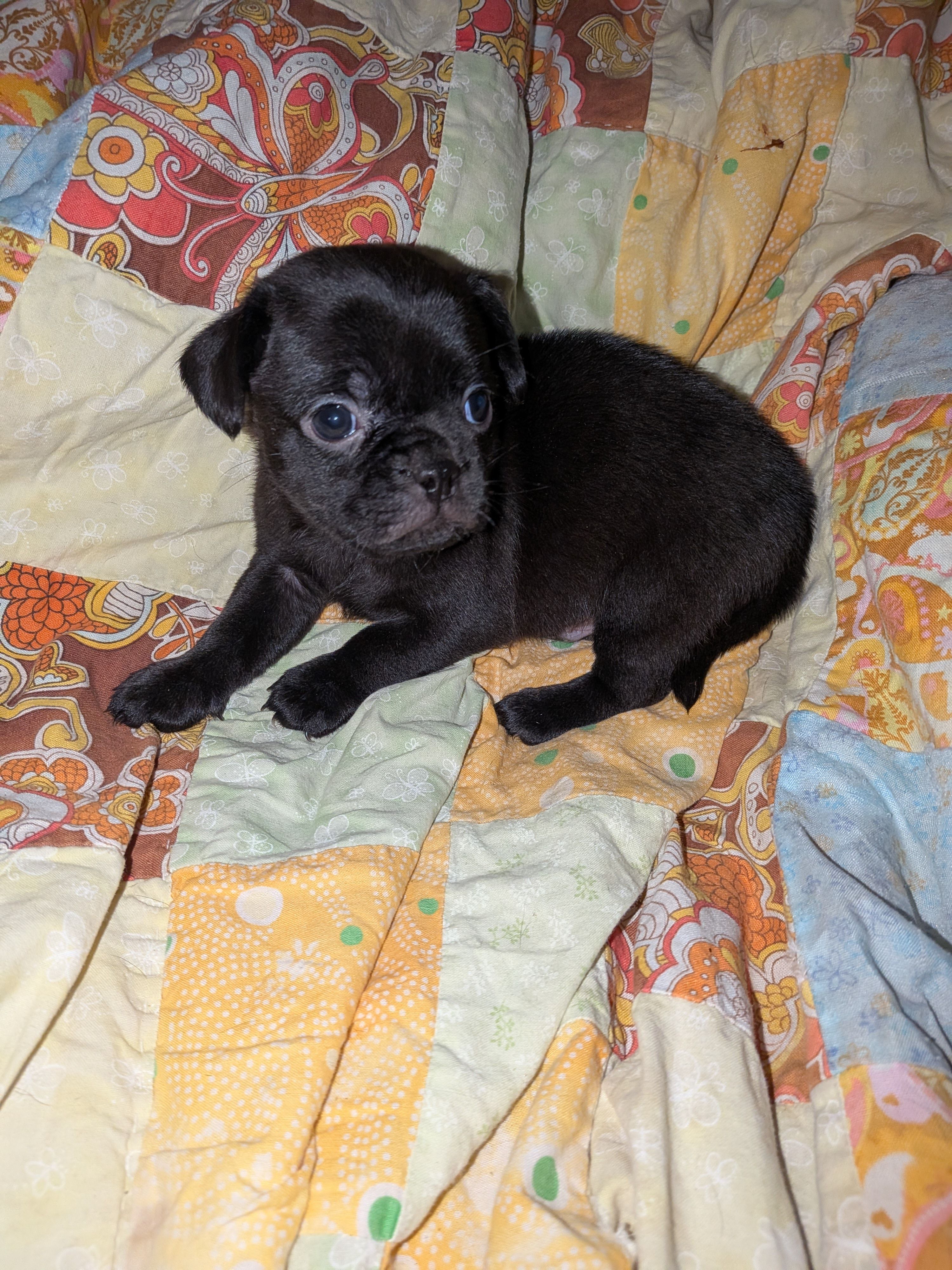 Chico – Chihuahua, Pug puppy for sale in Toledo, OH