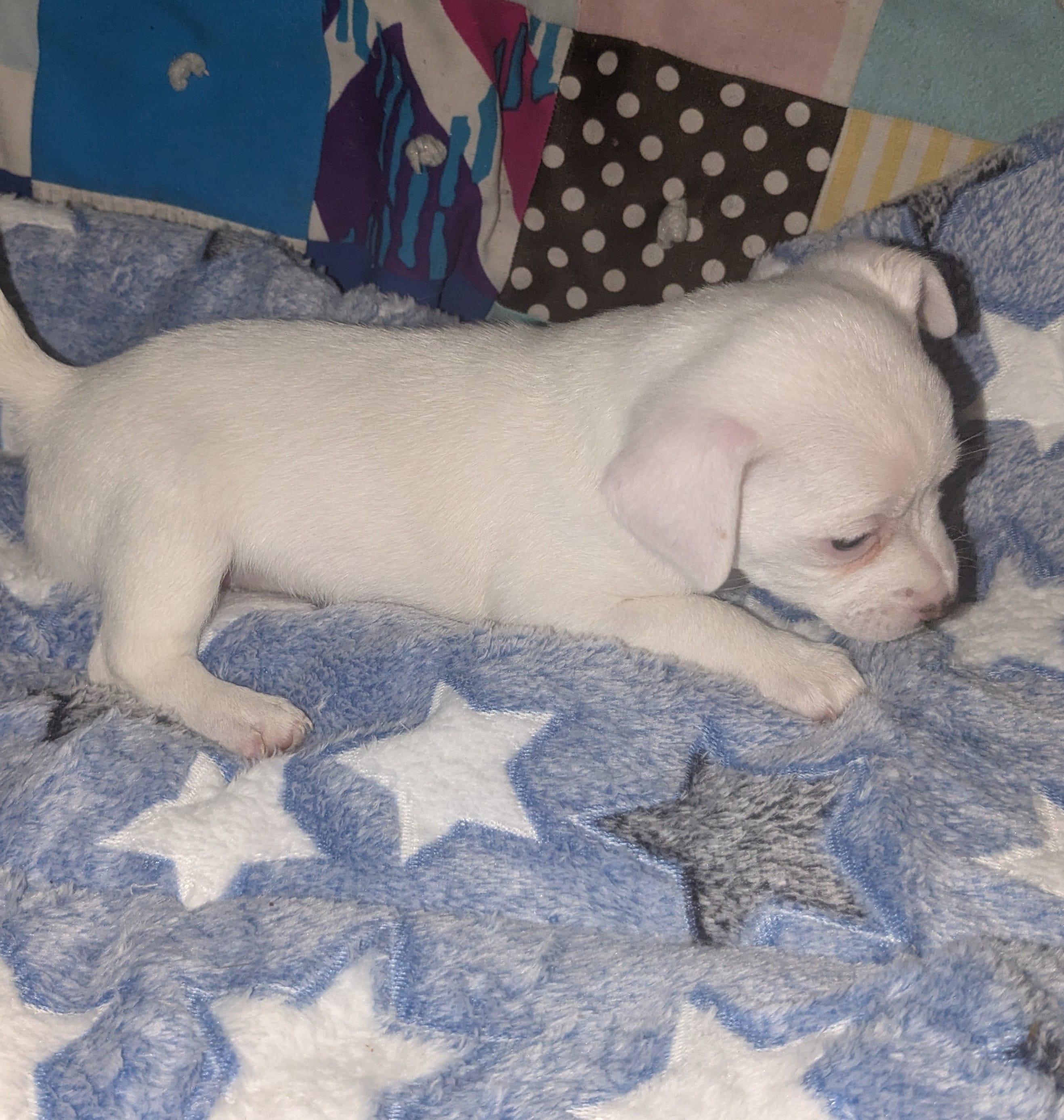 Tres – Chihuahua puppy for sale in Toledo, OH