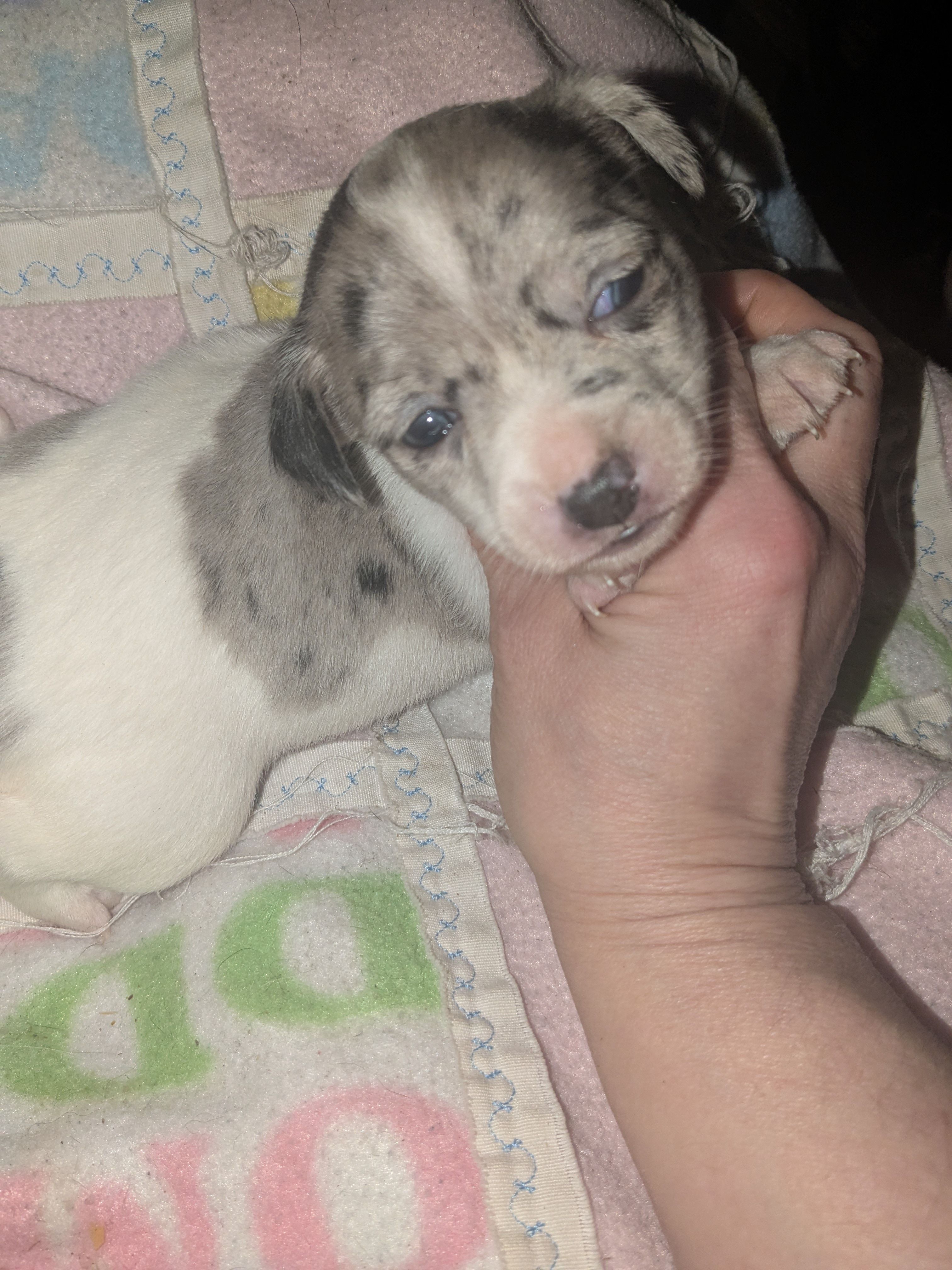 Hope – Miniature Dachshund puppy for sale in Toledo, OH