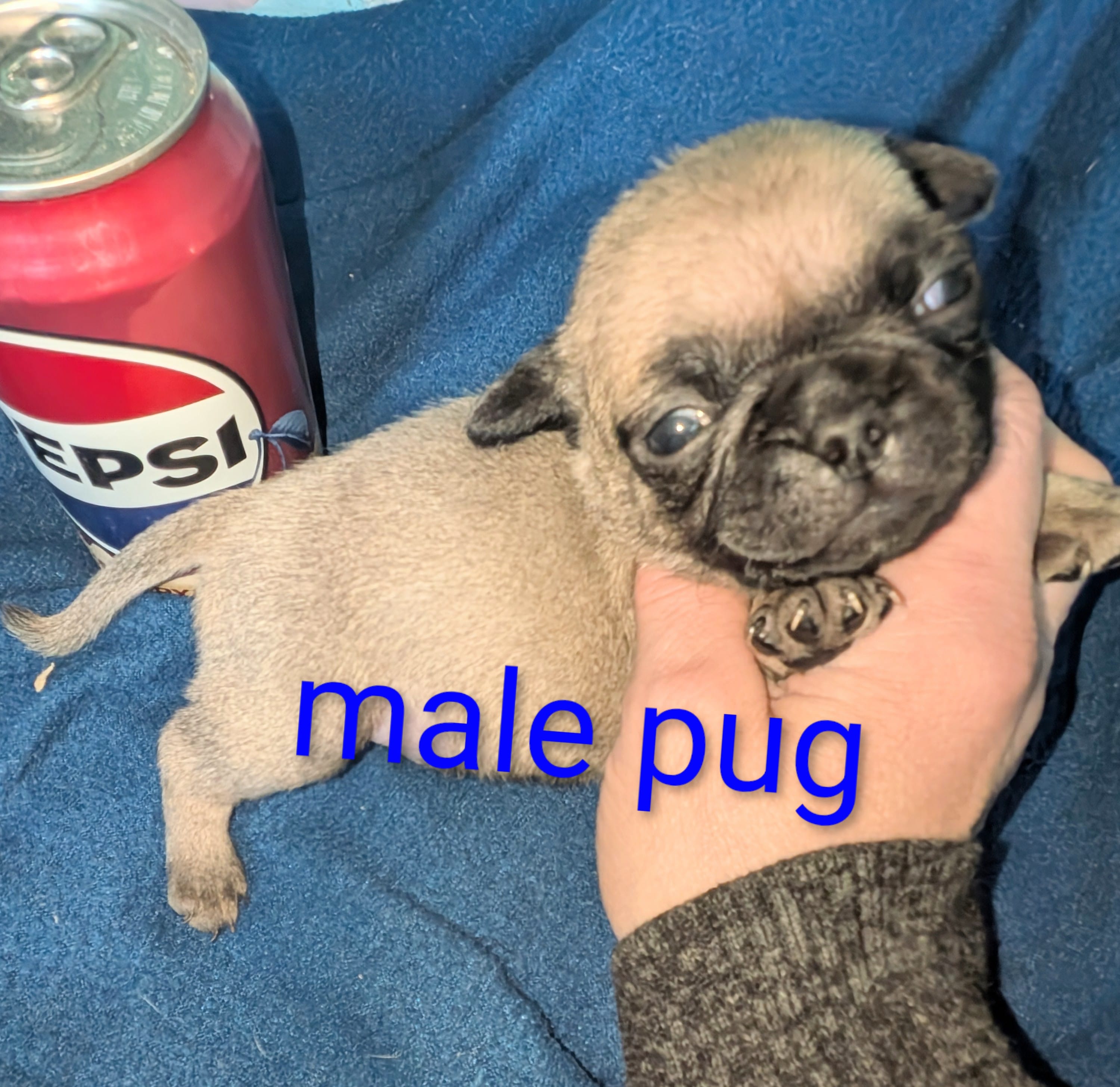 Margo 5 – Pug puppy for sale in Toledo, OH