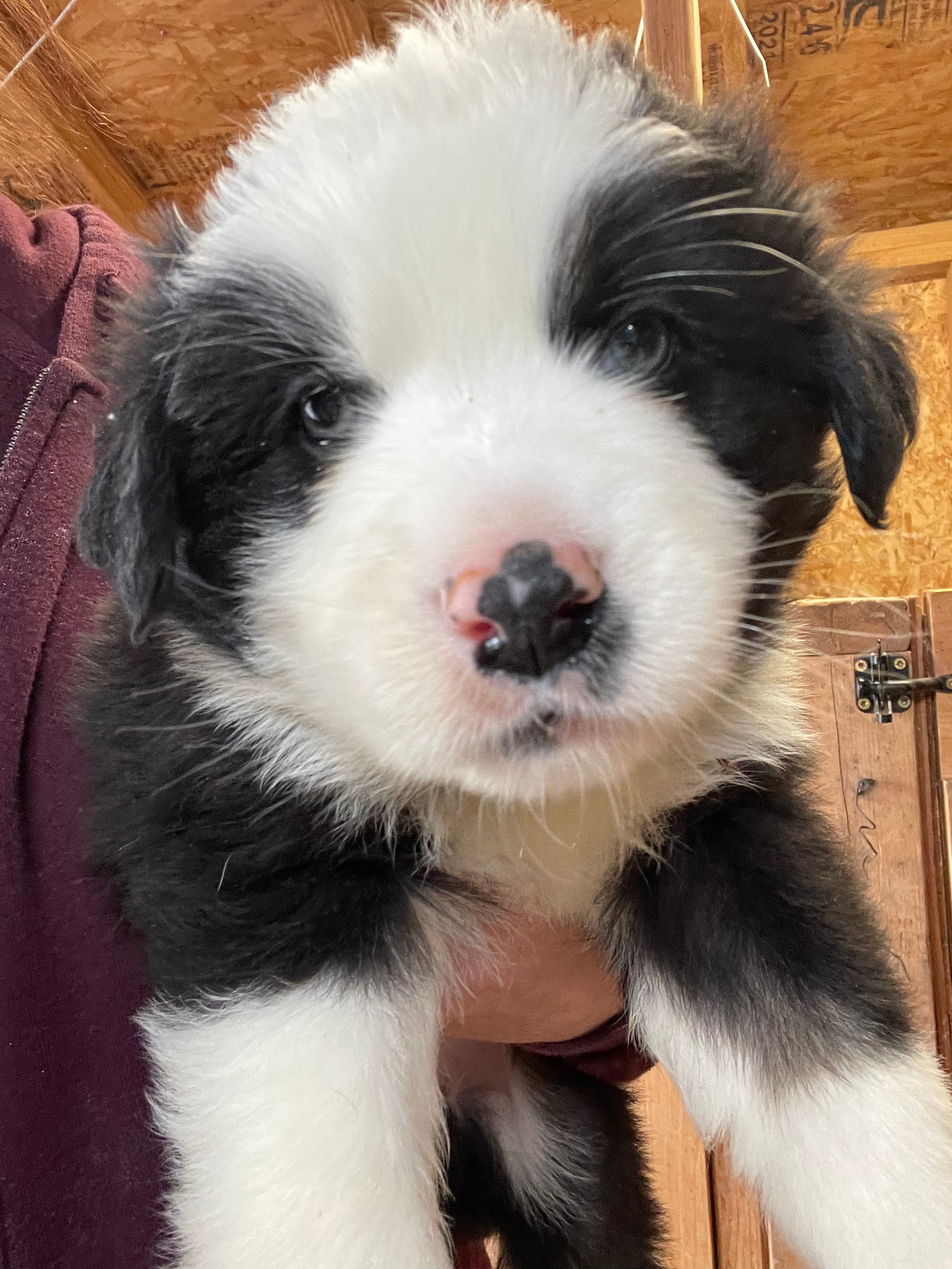 Male 1 – Australian Shepherd puppy for sale in Falls City, NE