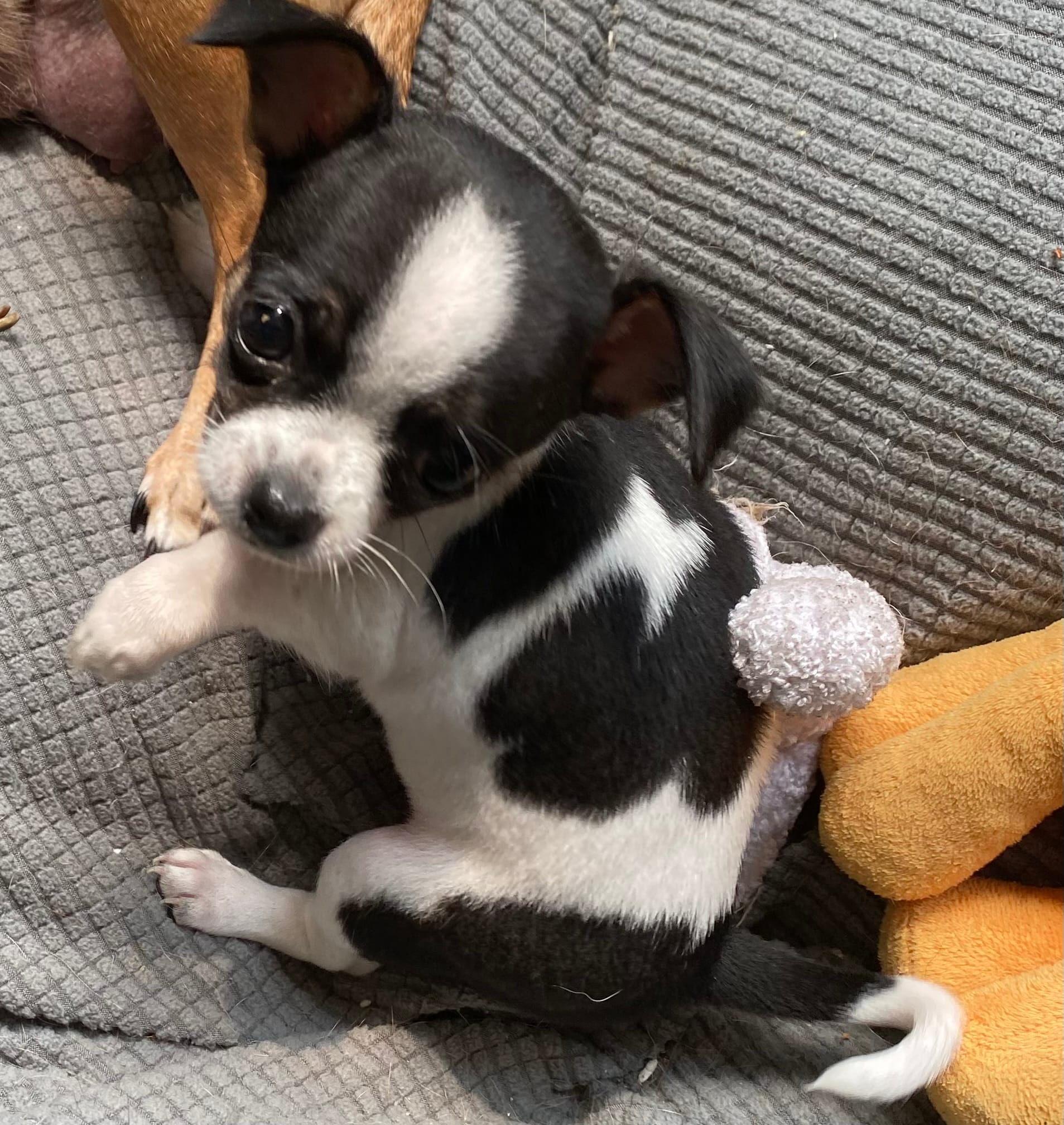Spot 3 – Chihuahua puppy for sale in Baton Rouge, LA