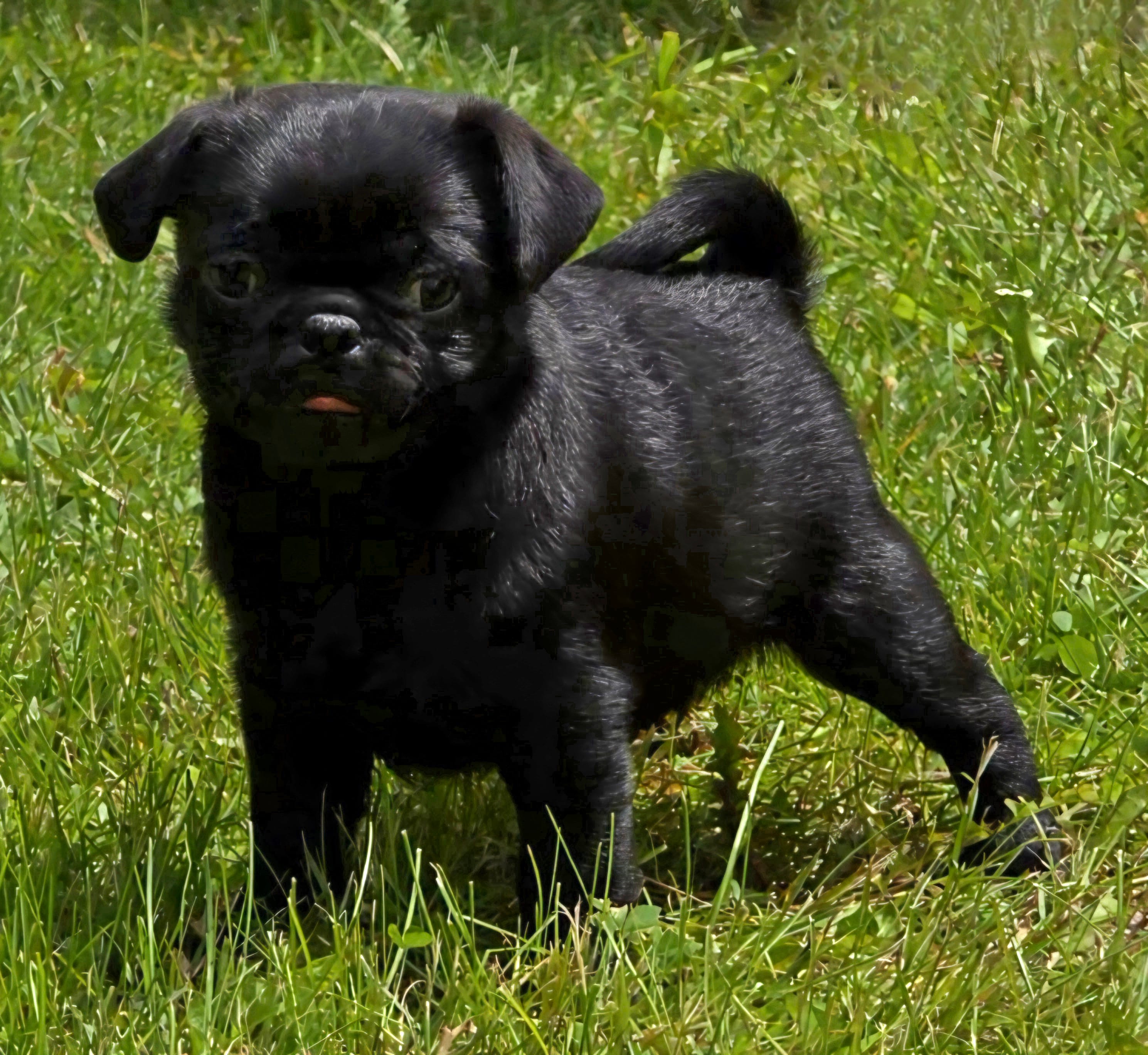 Reece M1 – Pug puppy for sale in Upland, IN