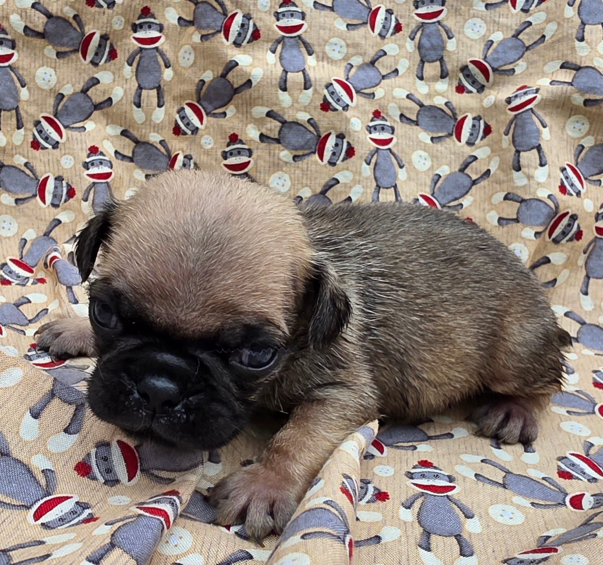 Darci M2 – Pug puppy for sale in Upland, IN