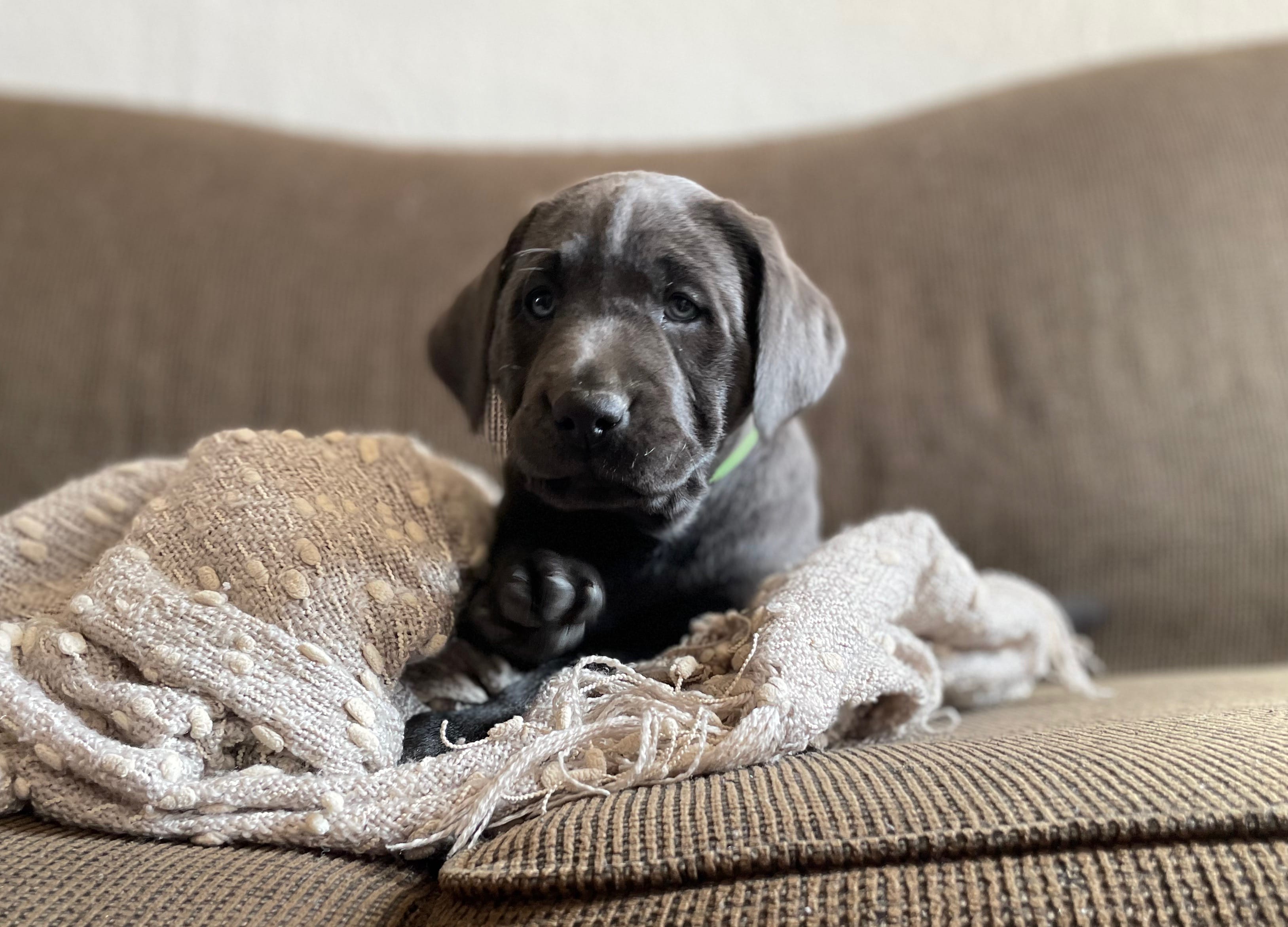 Arie – Labrador Retriever puppy for sale in Butler, IN