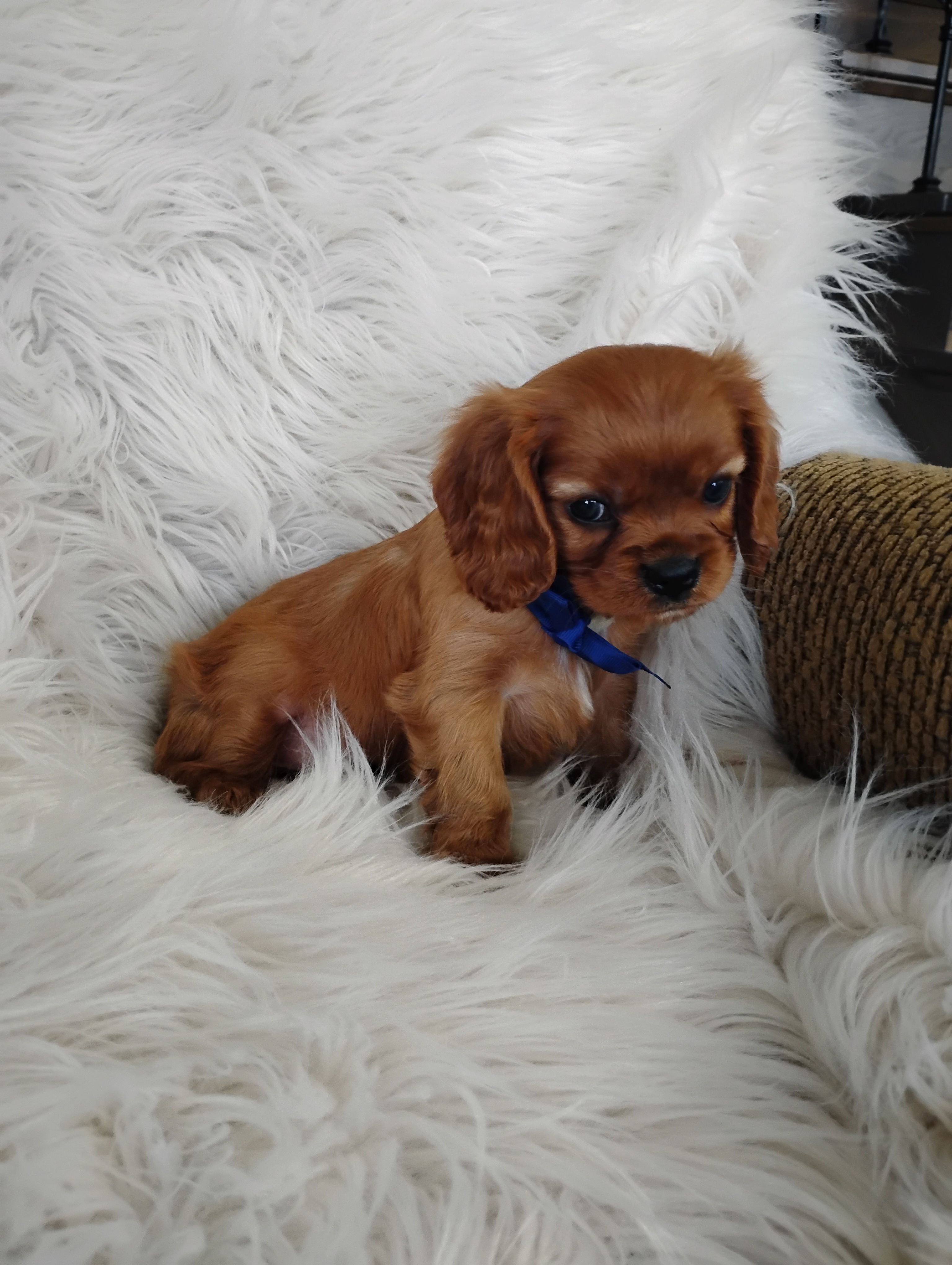 Dash – Cavalier King Charles Spaniel puppy for sale in Sugarcreek, OH