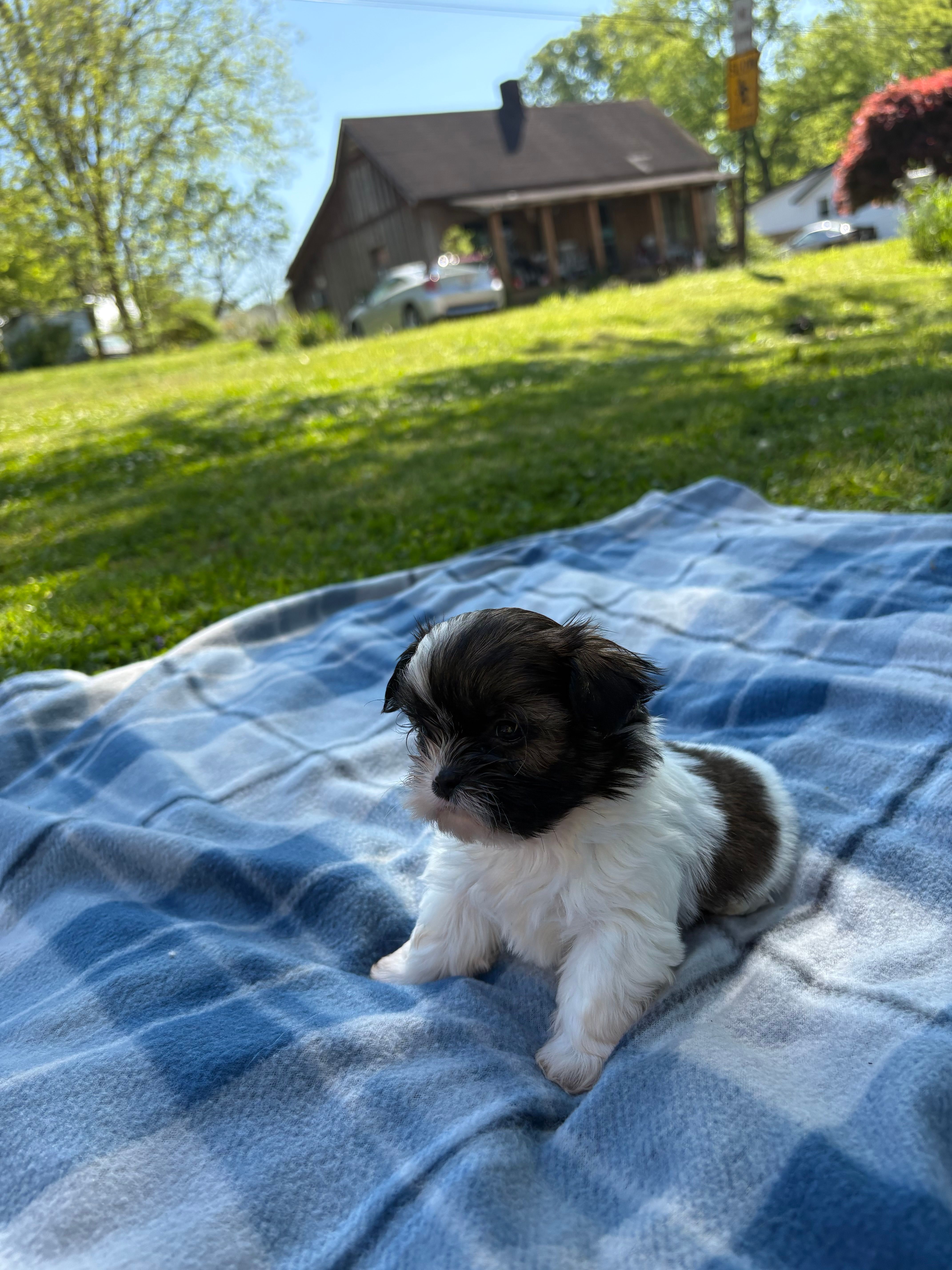 Oreo – Shih Tzu puppy for sale in Summerville, GA