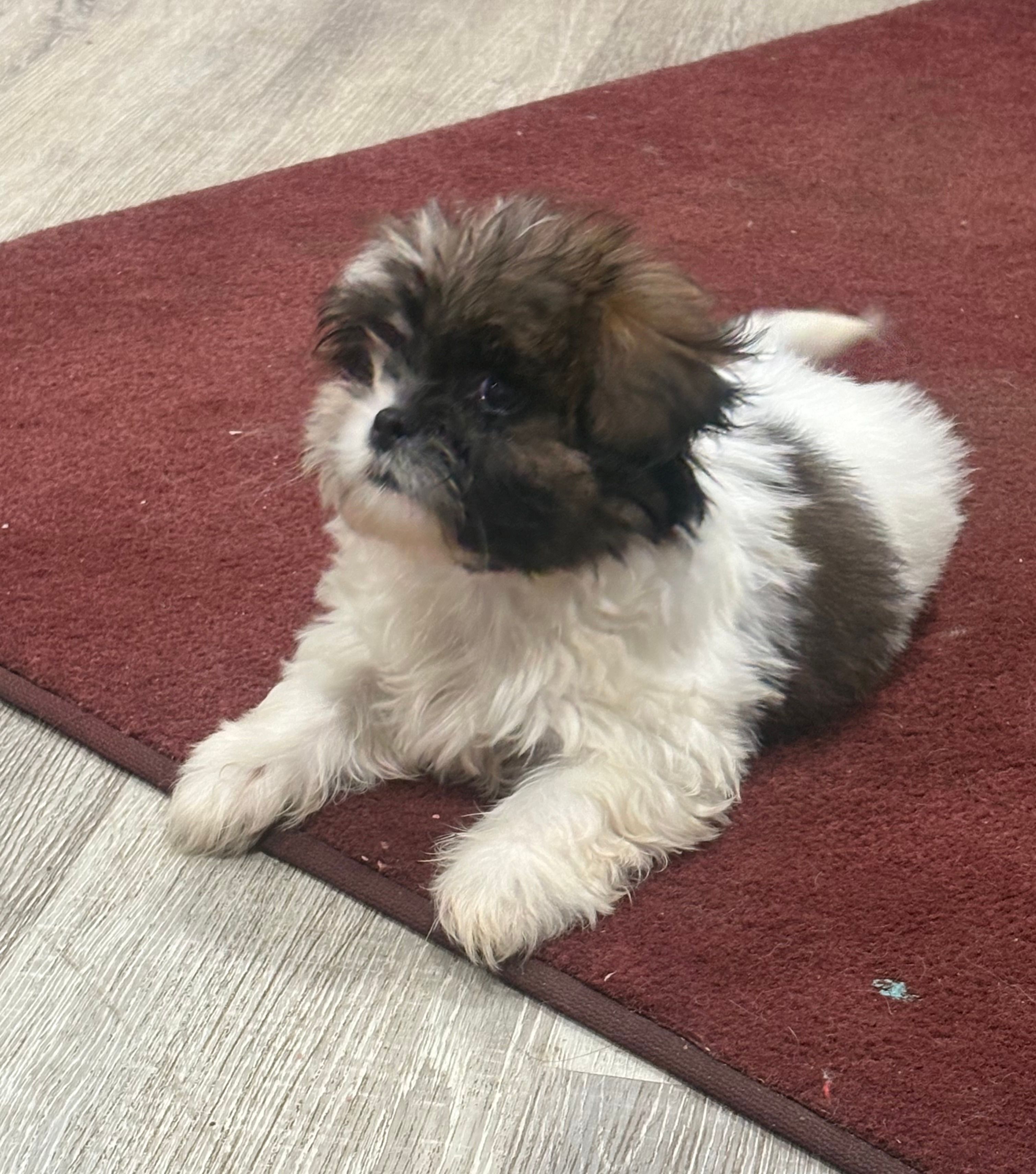 Oreo – Shih Tzu puppy for sale in Summerville, GA