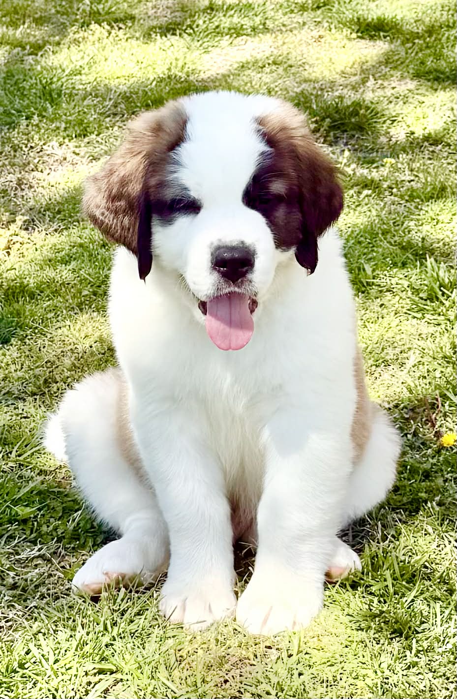 Yellow pup – Saint Bernard puppy for sale in Elizabeth City, NC