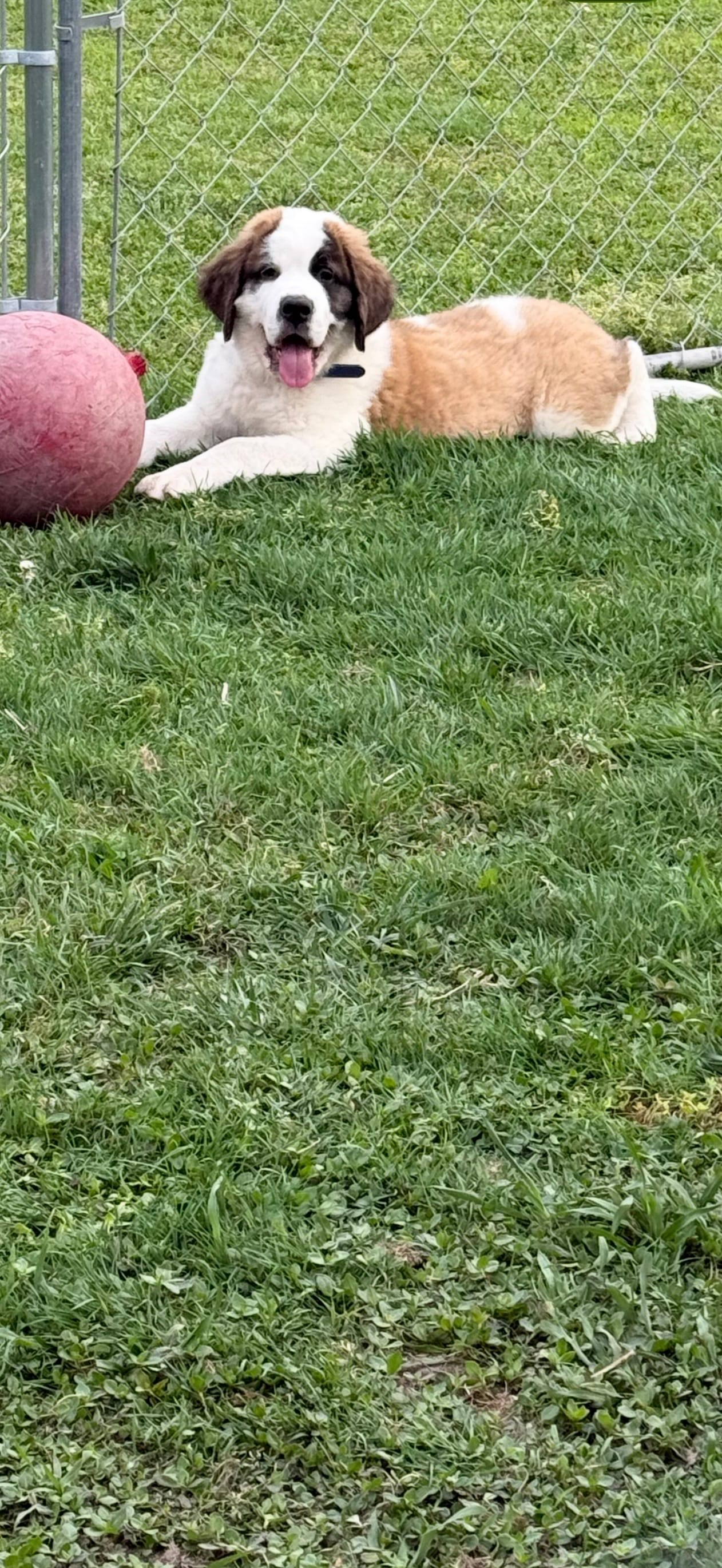 Yellow pup – Saint Bernard puppy for sale in Elizabeth City, NC