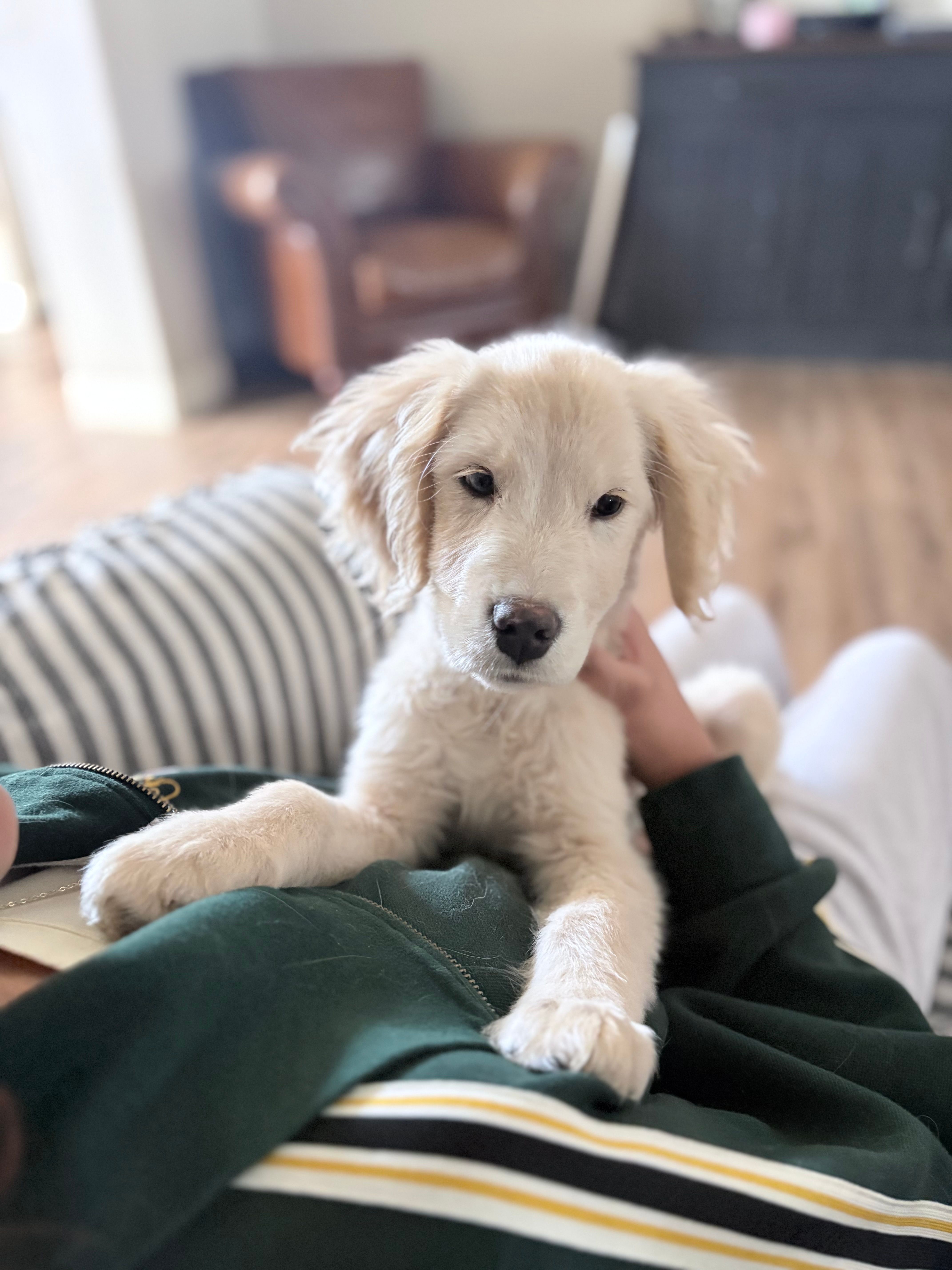 Aladdin – Miniature Golden Retriever puppy for sale in Apple Valley, CA