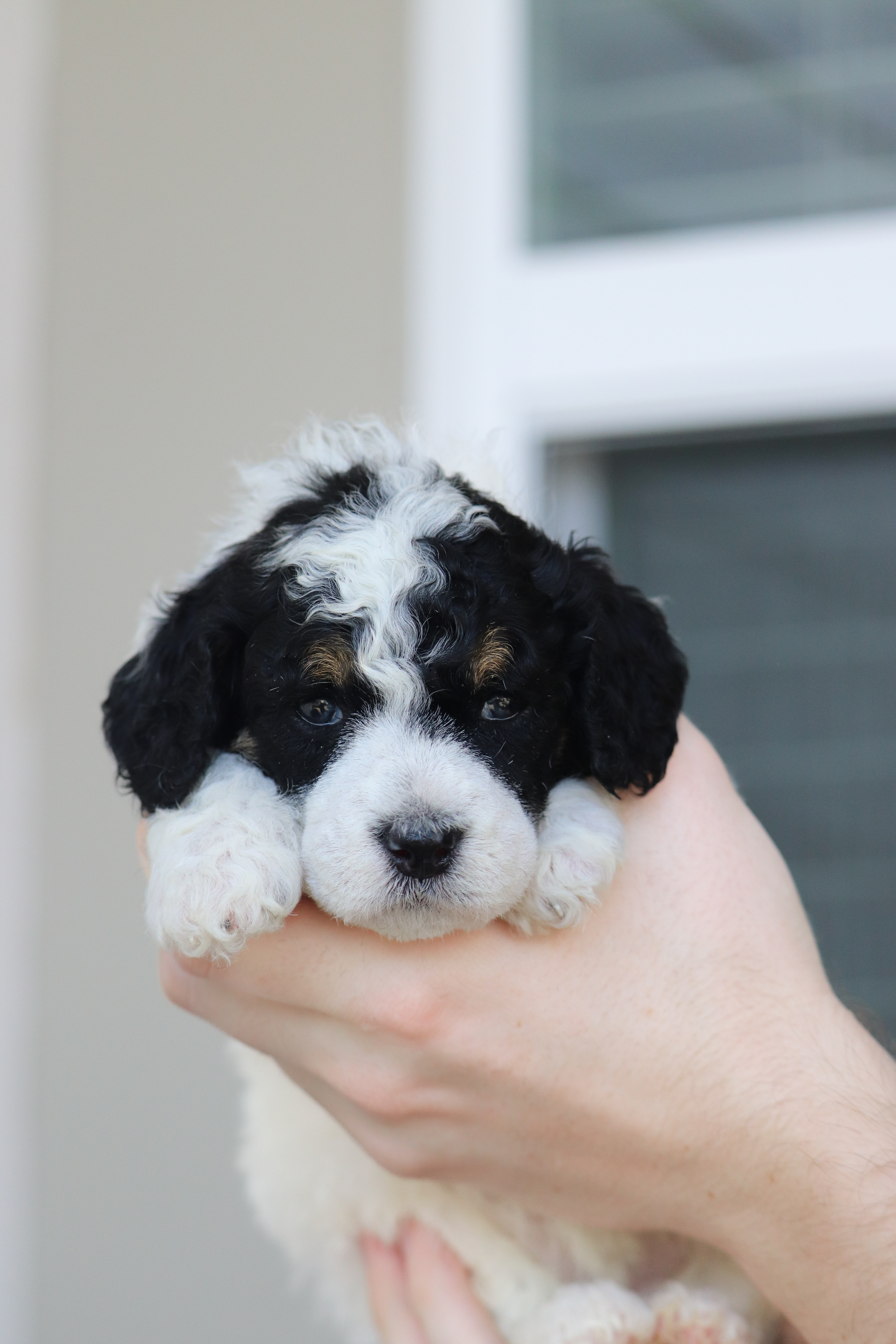 Female 1 – Poodle - Miniature  puppy for sale in Jacksonville Beach, FL