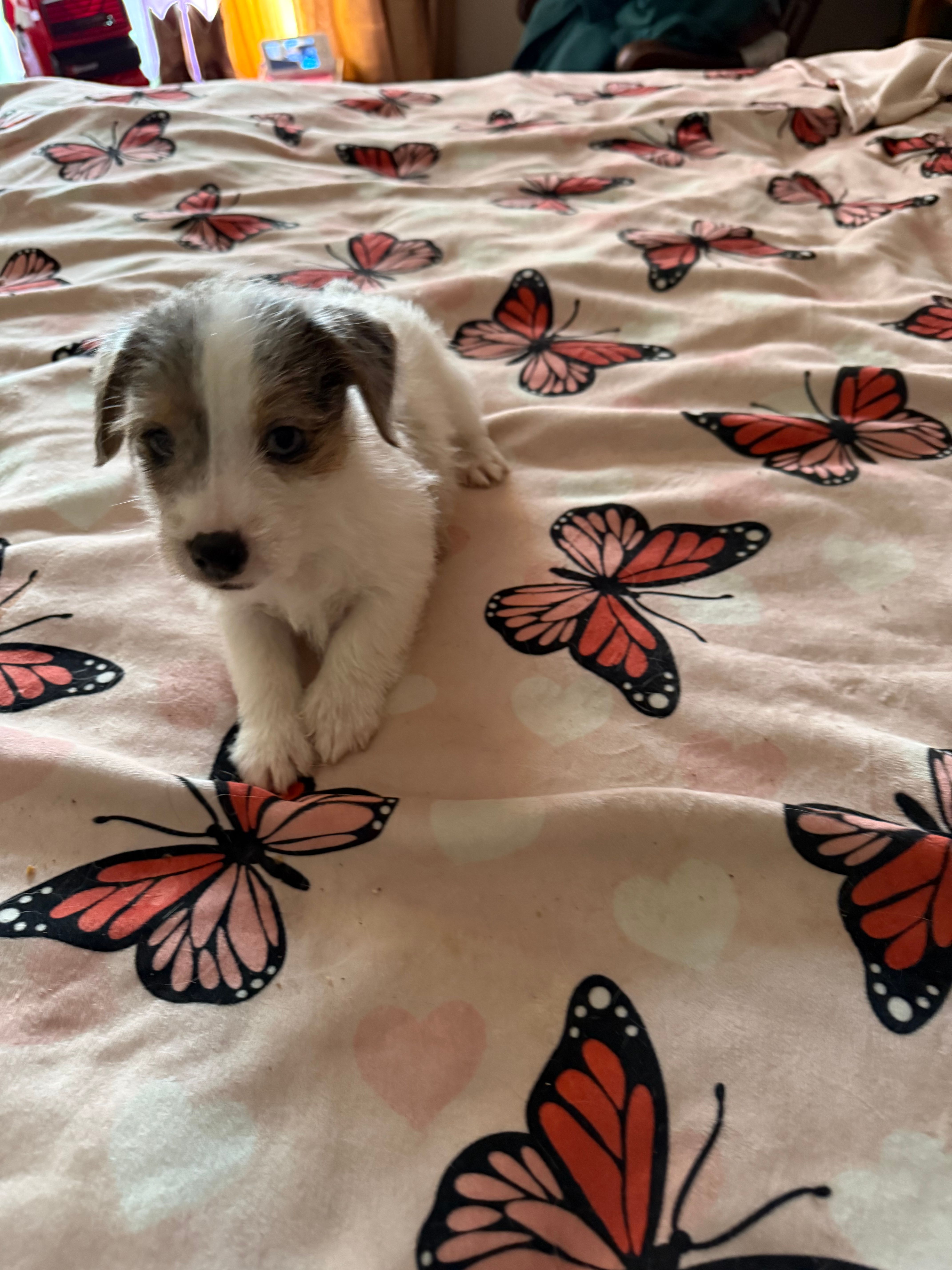 Rocket – Jack Russell Terrier puppy for sale in Glenwood, GA