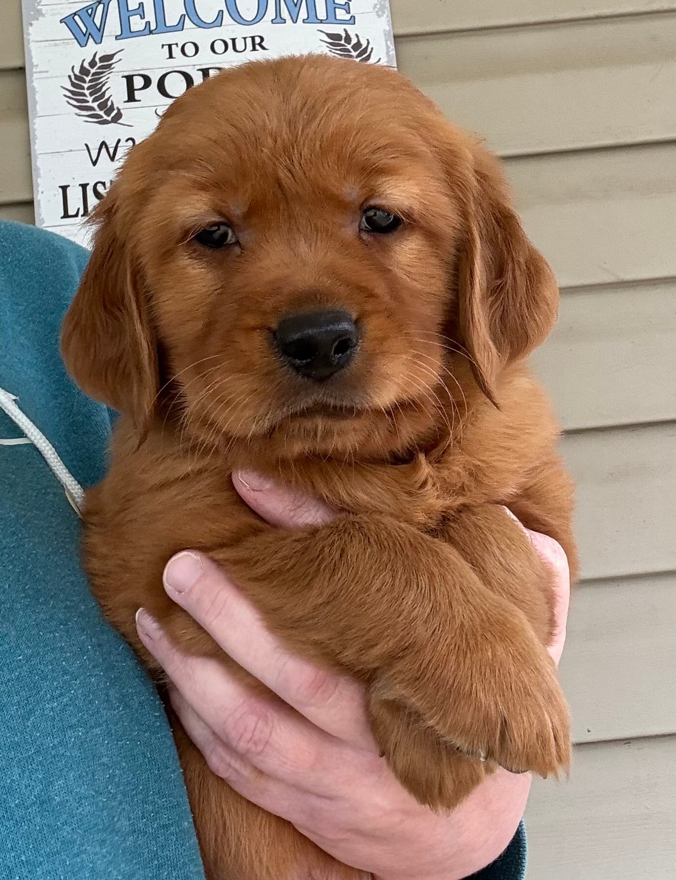 AKC Forest – Golden Retriever puppy on hold in Lowville, NY