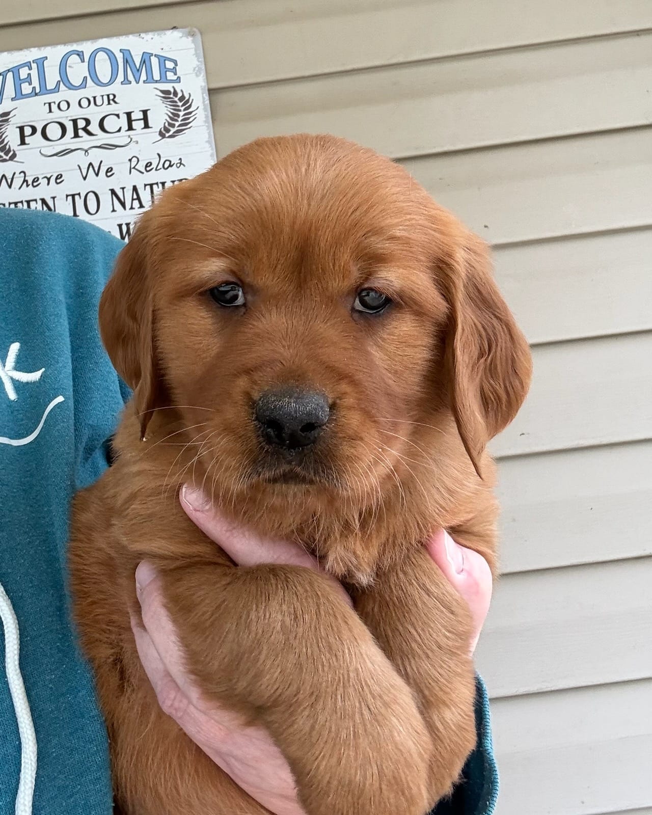 AKC Lily – Golden Retriever puppy on hold in Lowville, NY