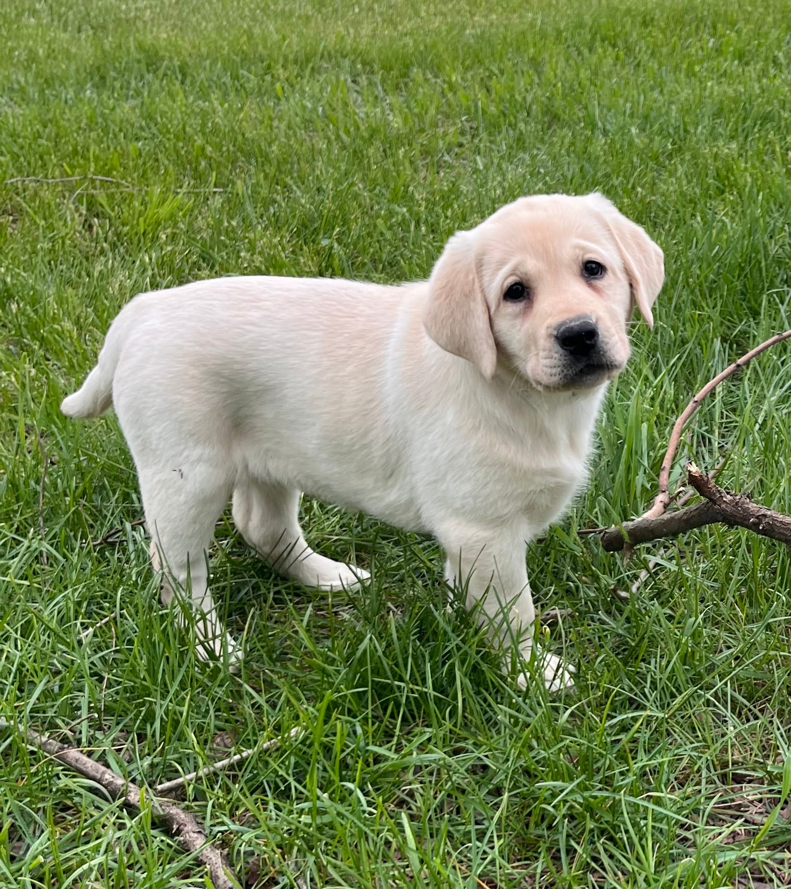Black Collar  – Labrador Retriever puppy for sale in Muscoda, WI