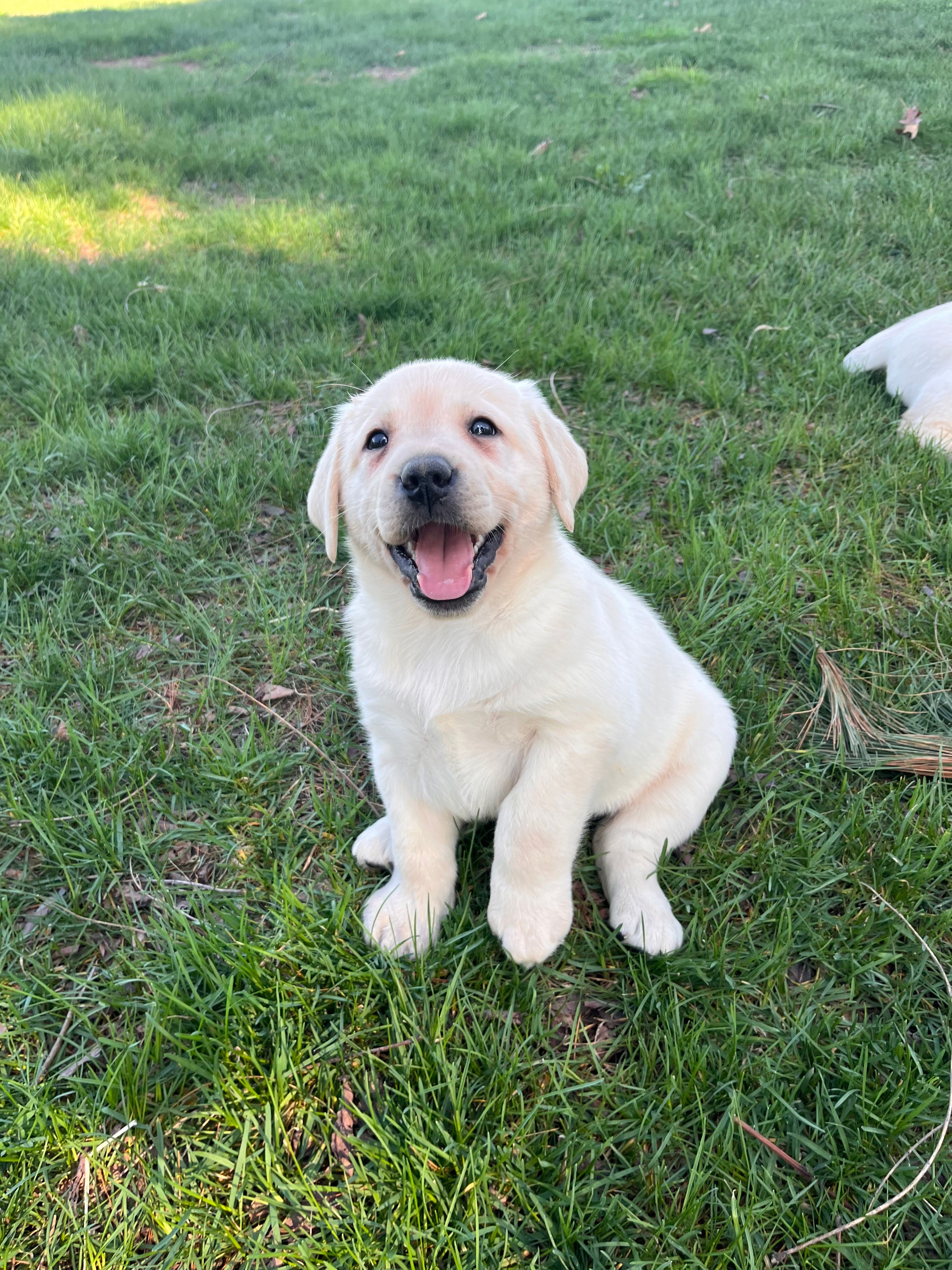 Black Collar  – Labrador Retriever puppy for sale in Muscoda, WI