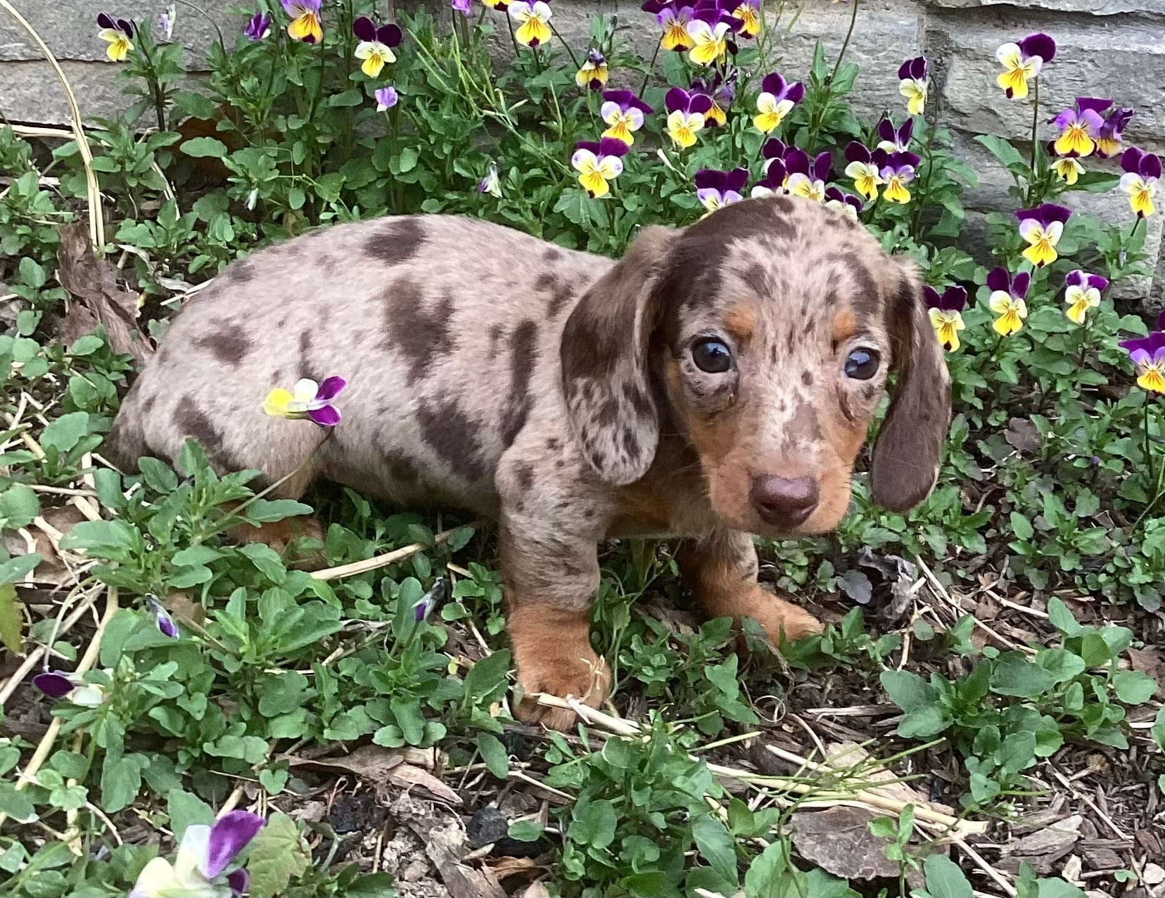Popcorn  – Miniature Dachshund puppy for sale in Dundee, OH