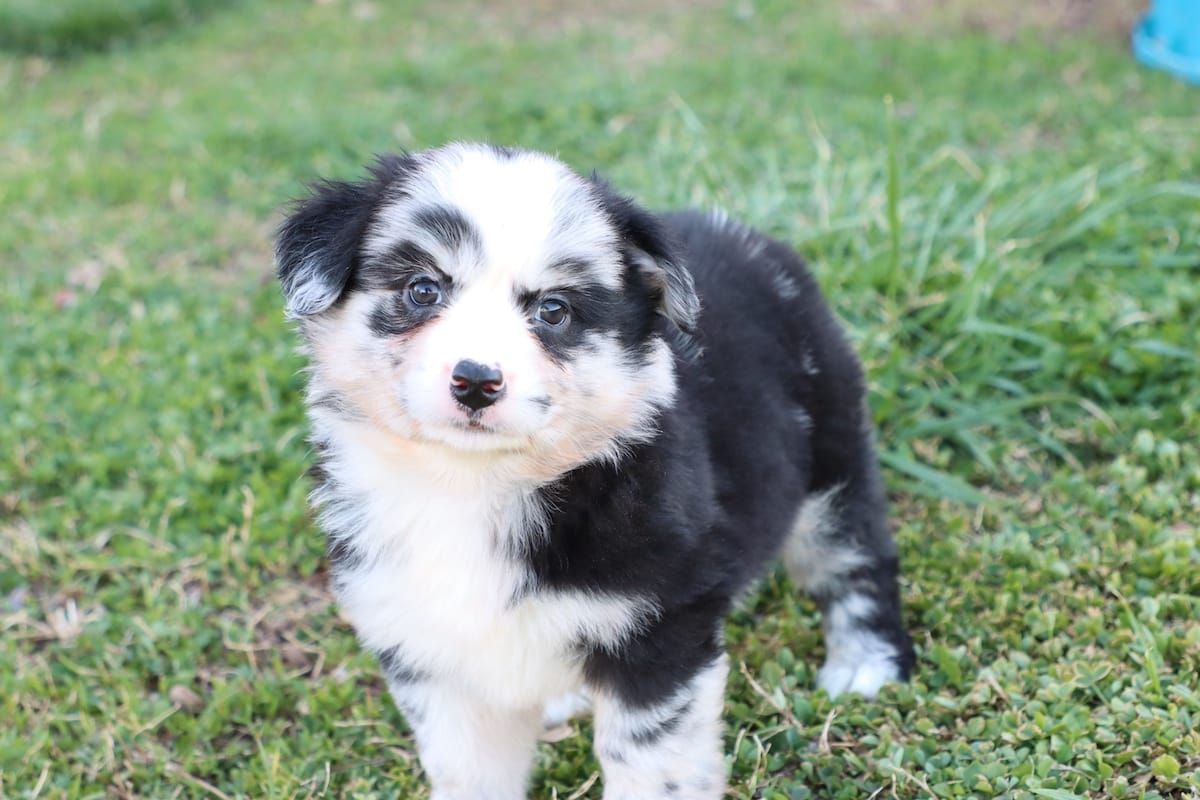 Willow BMF – Miniature Australian Shepherd puppy for sale in Berryville, AR