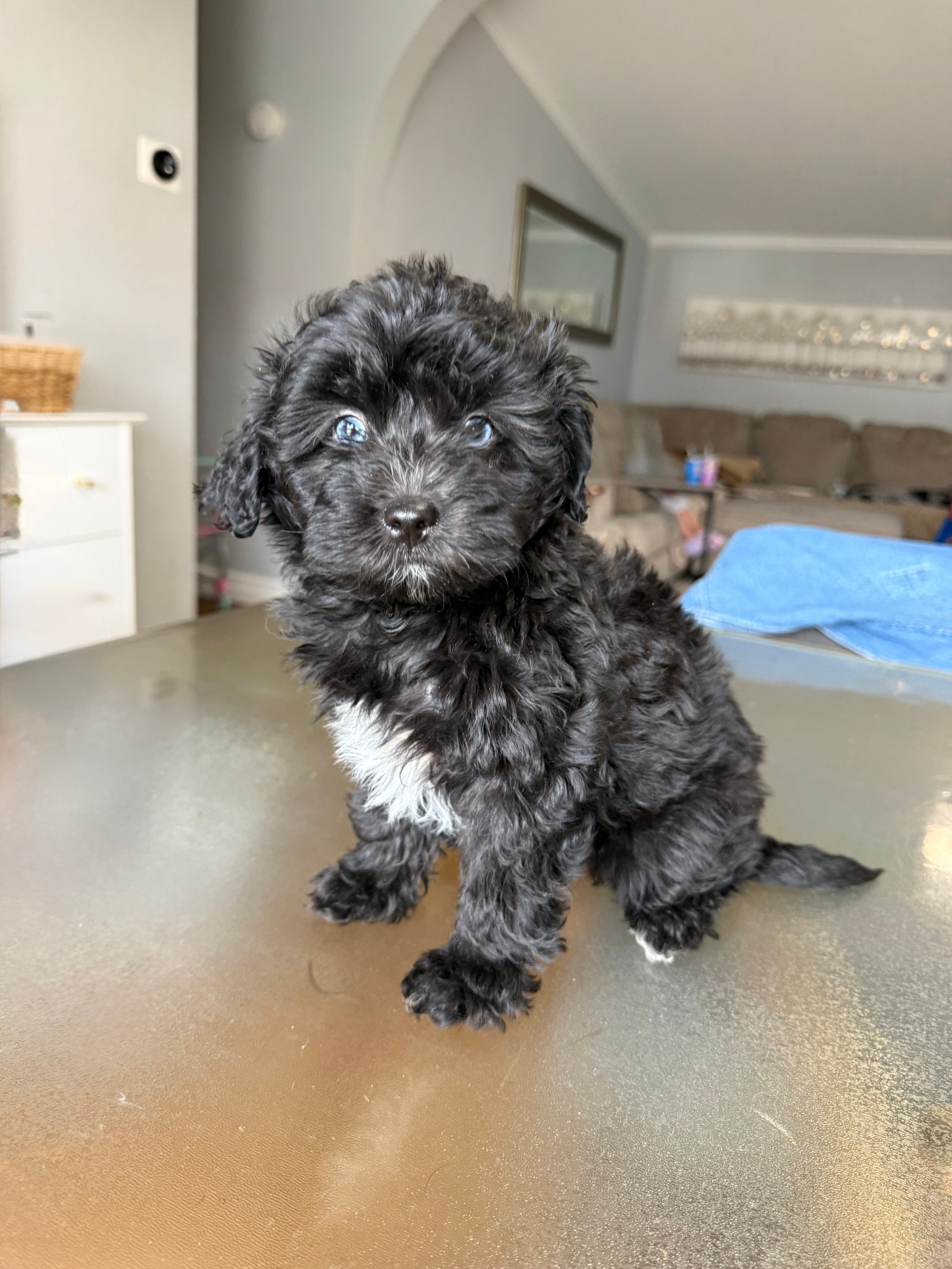Toy Aussiedoodle Female blue eyed  – Aussiedoodle puppy for sale in Moses Lake, WA
