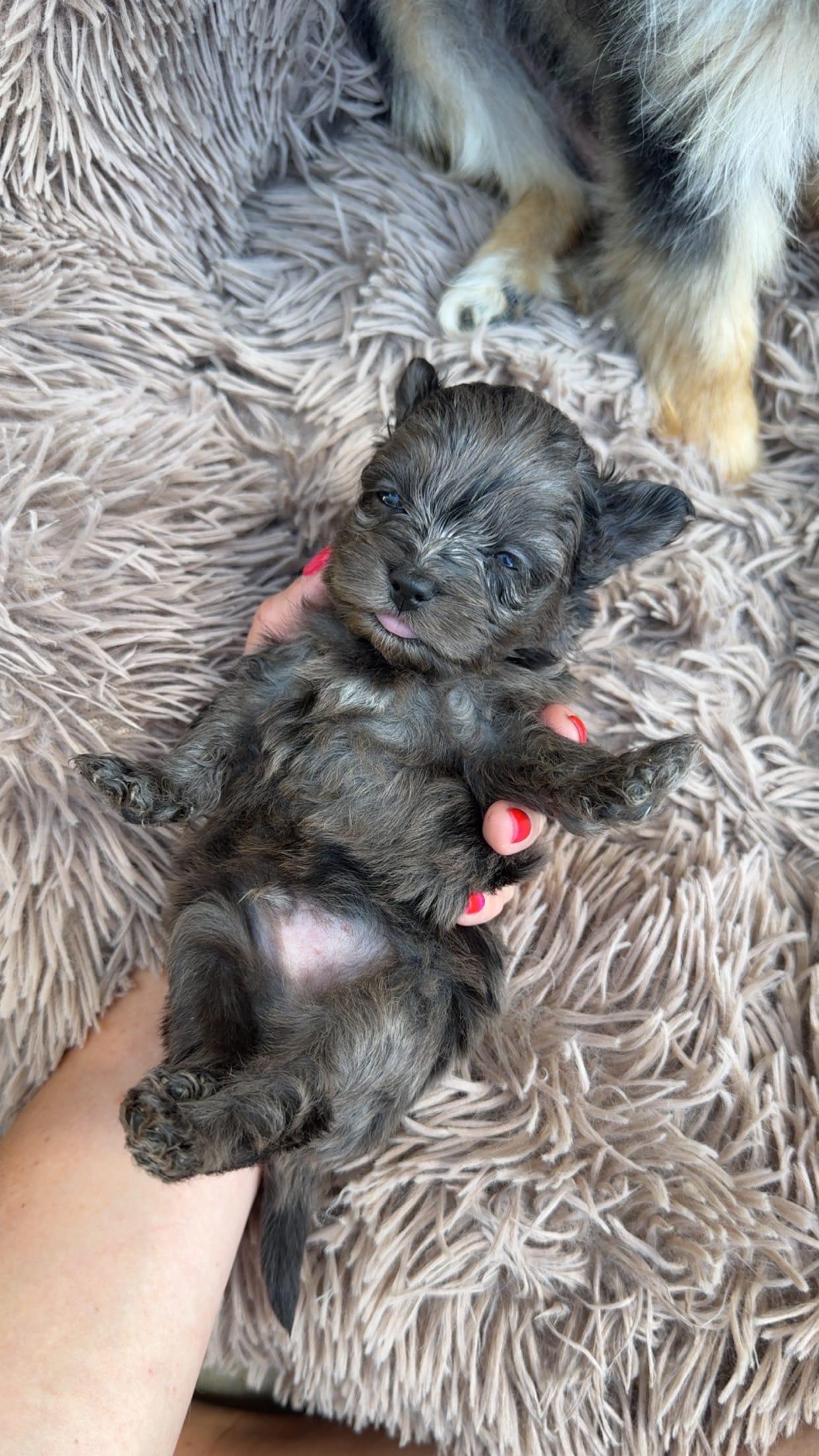 Male  – Pomapoo puppy for sale in Moses Lake, WA