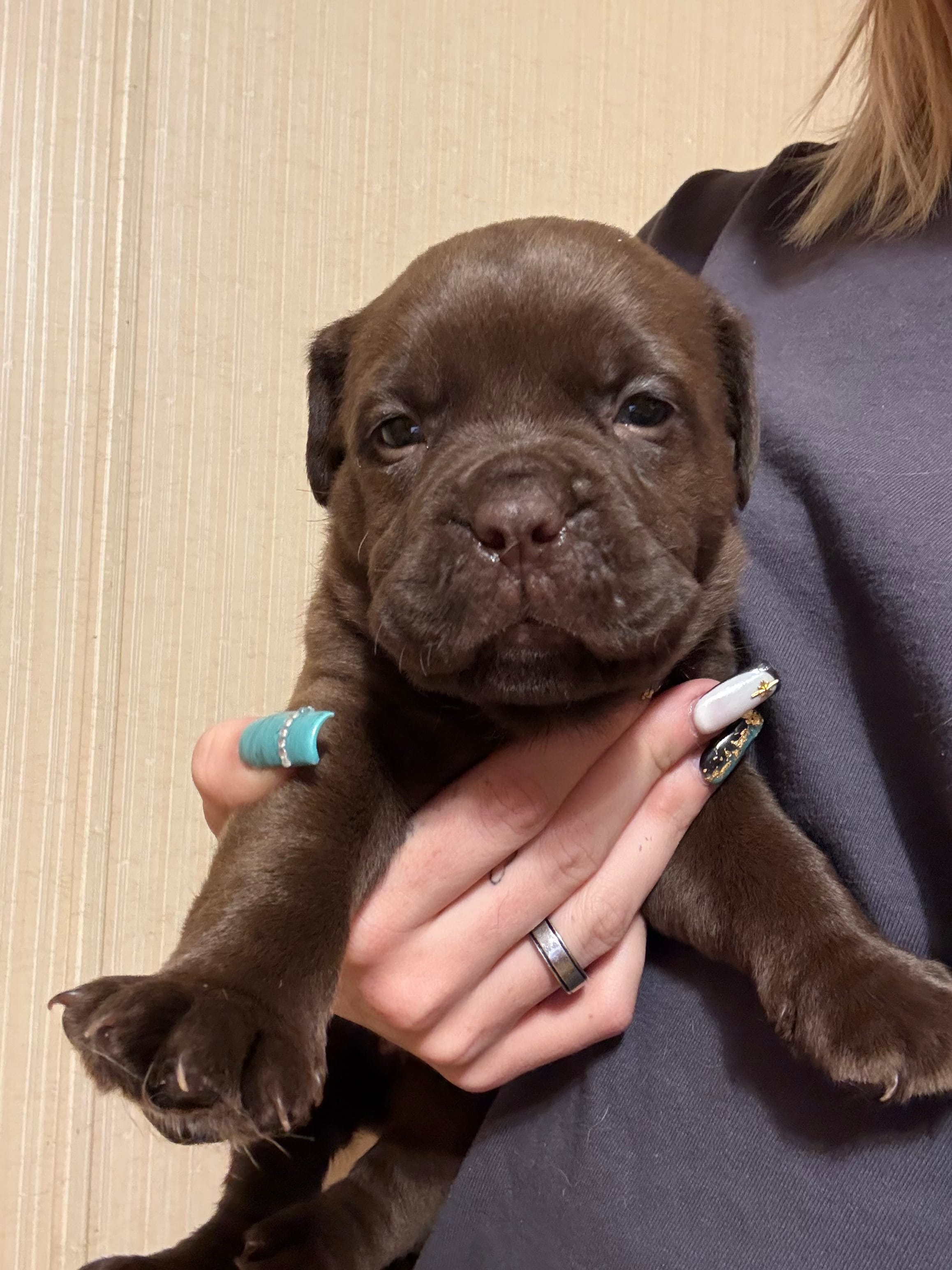 No name  – Dogue de Bordeaux puppy for sale in Brush, CO