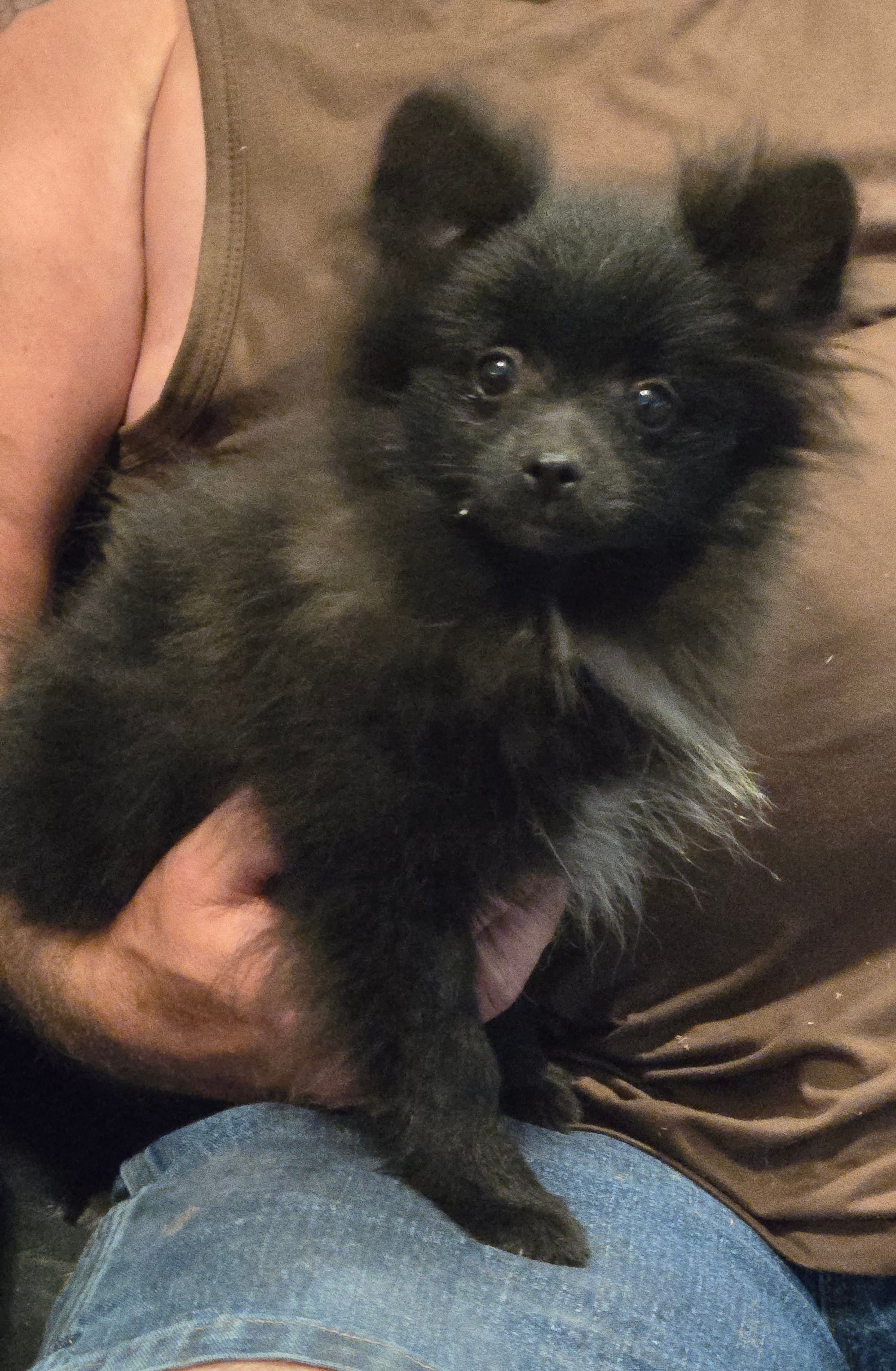 Bo – Pomeranian puppy for sale in Tennessee, TN