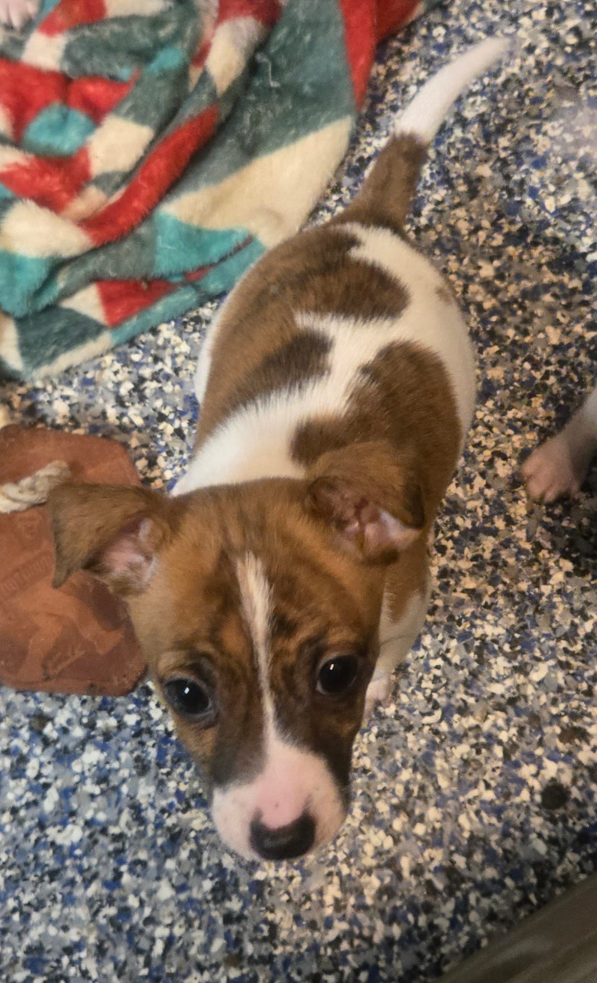 Scout – Jack Russell Terrier puppy for sale in Fowlerville, MI