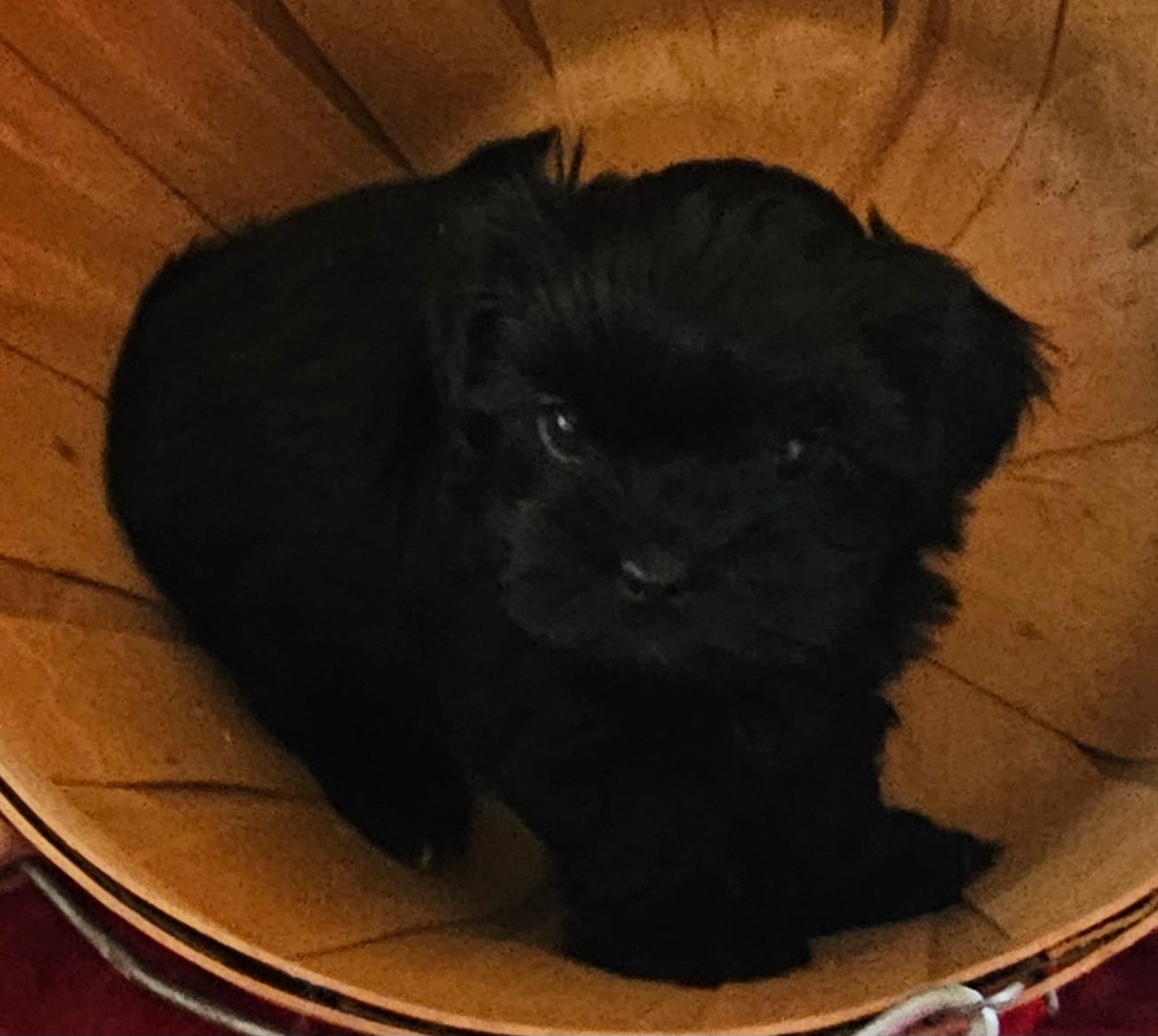 Ebony – Shorkie puppy for sale in Rutland, SD