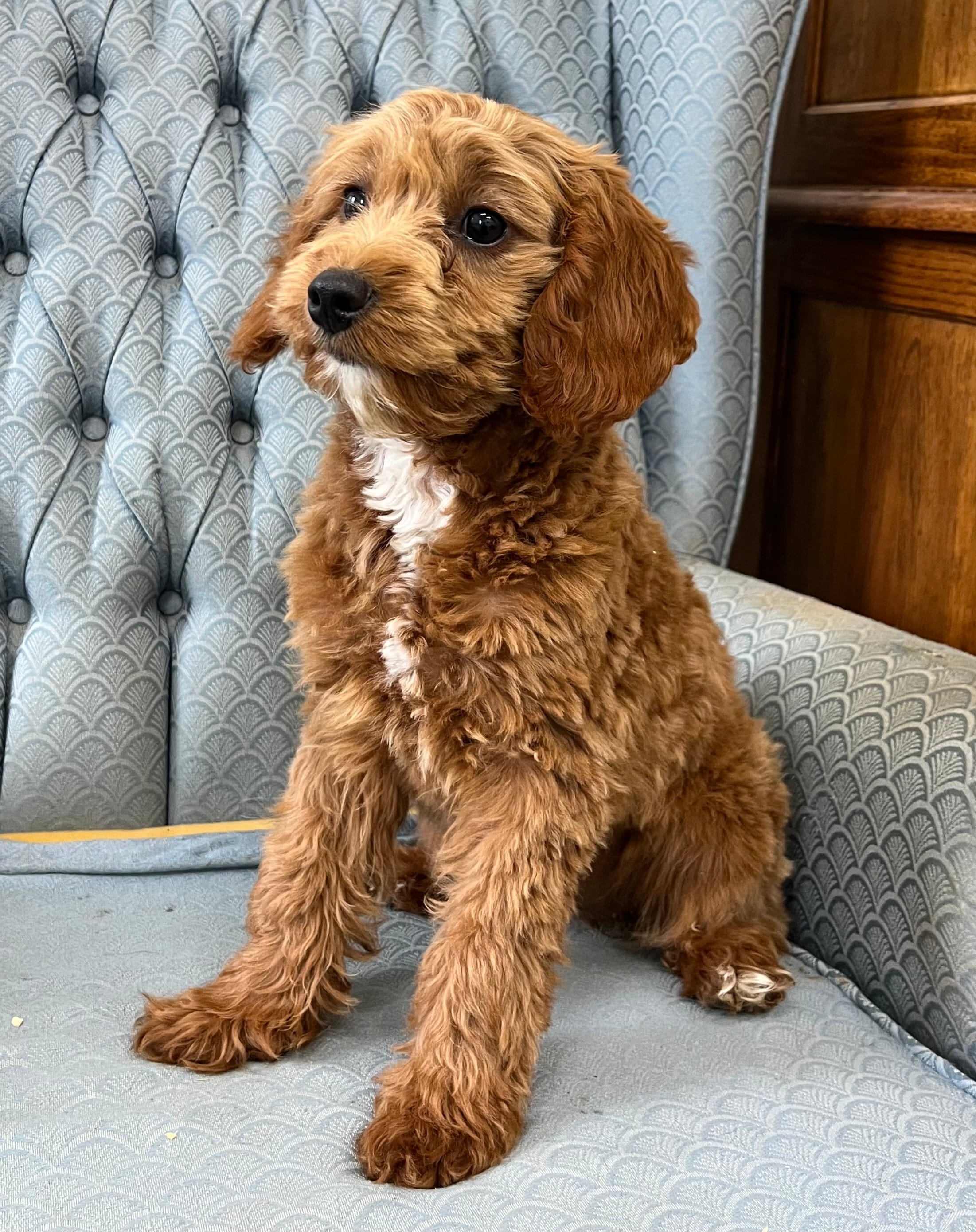 Shetland  – Miniature Goldendoodle puppy for sale in Fair Play, MO
