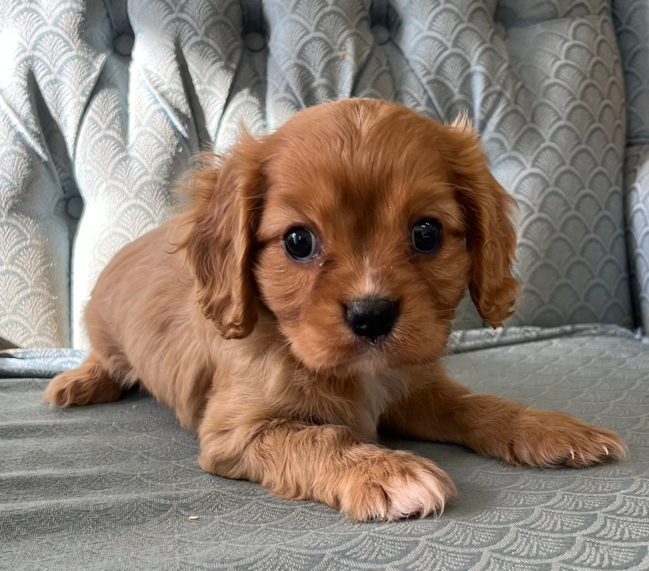 Gale – Cavalier King Charles Spaniel puppy for sale in Fair Play, MO