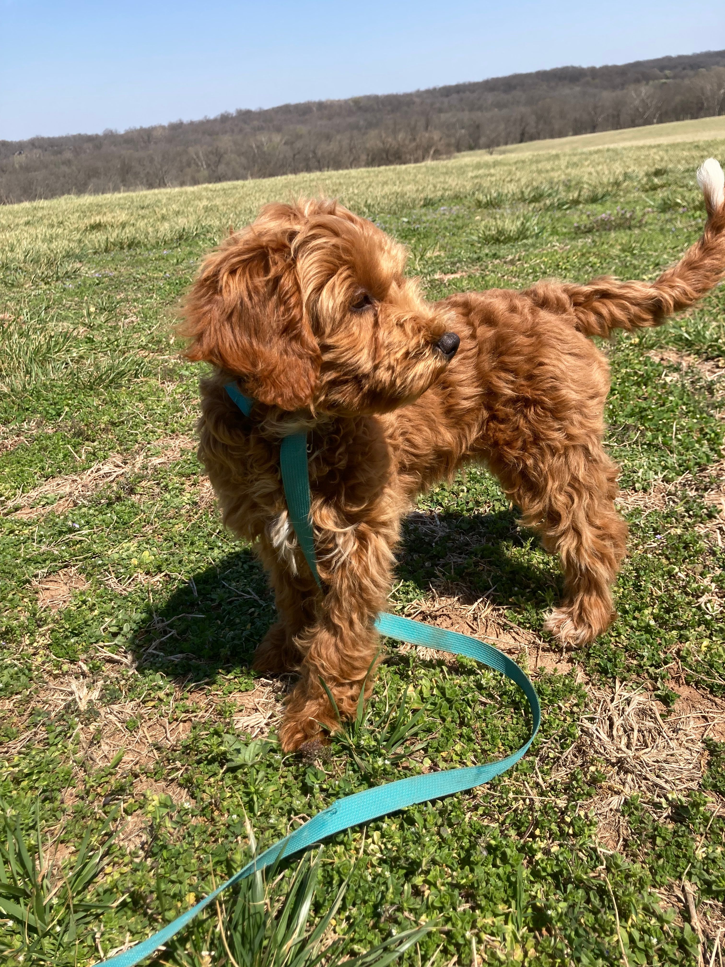 Maryland – Miniature Goldendoodle puppy for sale in Fair Play, MO