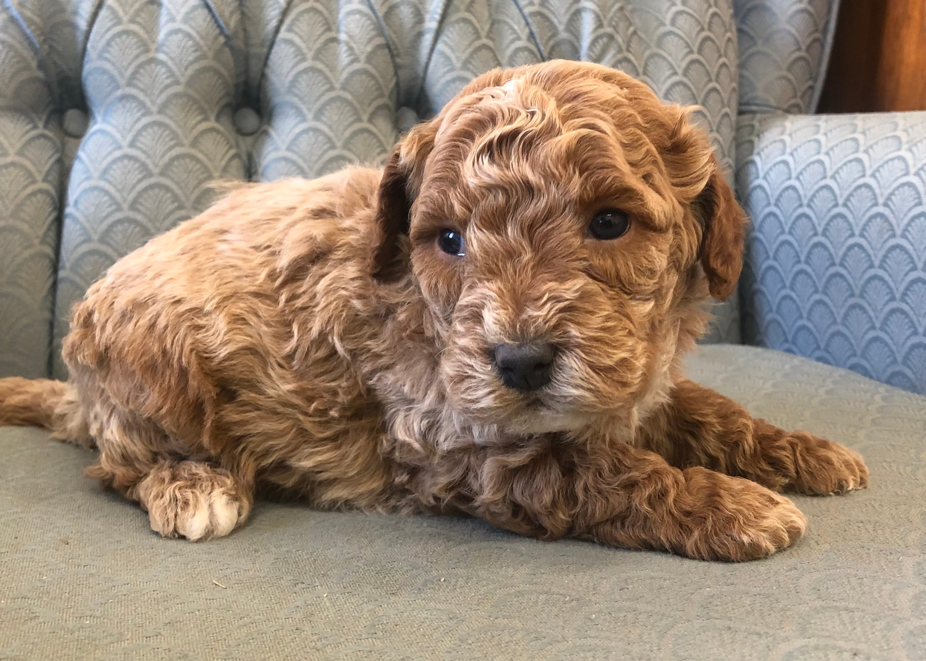 Canaan – Miniature Goldendoodle puppy for sale in Fair Play, MO