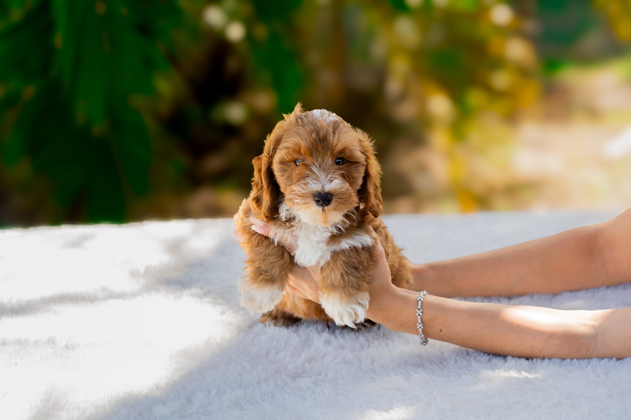 Filo – Miniature Goldendoodle puppy for sale in Miami, FL