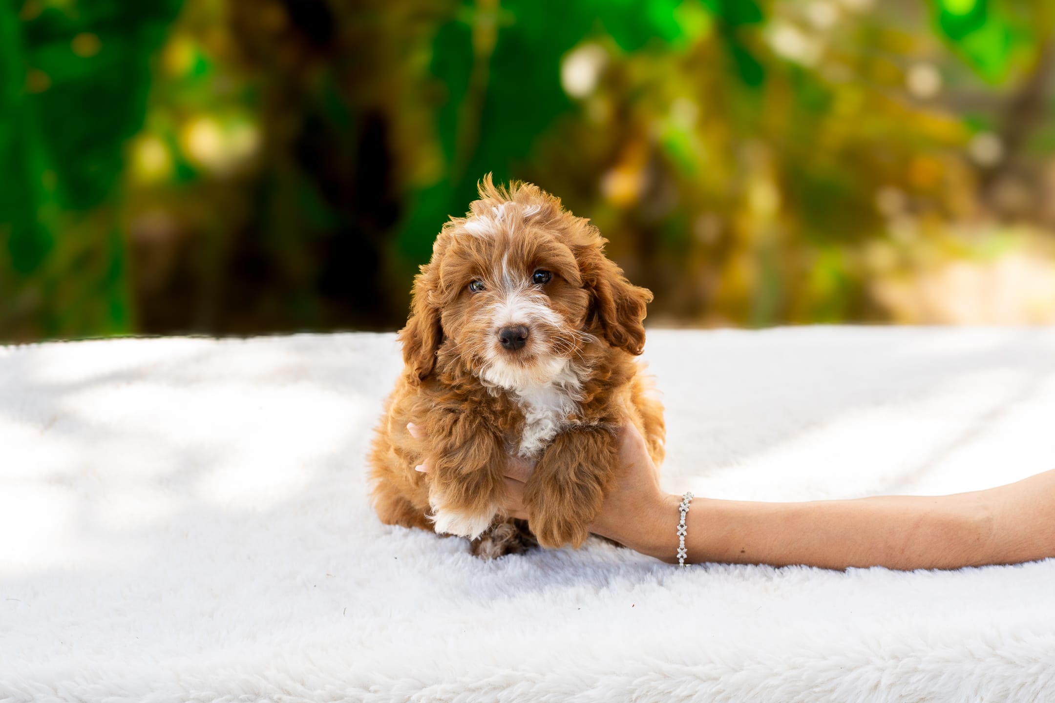 Louie – Miniature Goldendoodle puppy for sale in Miami, FL