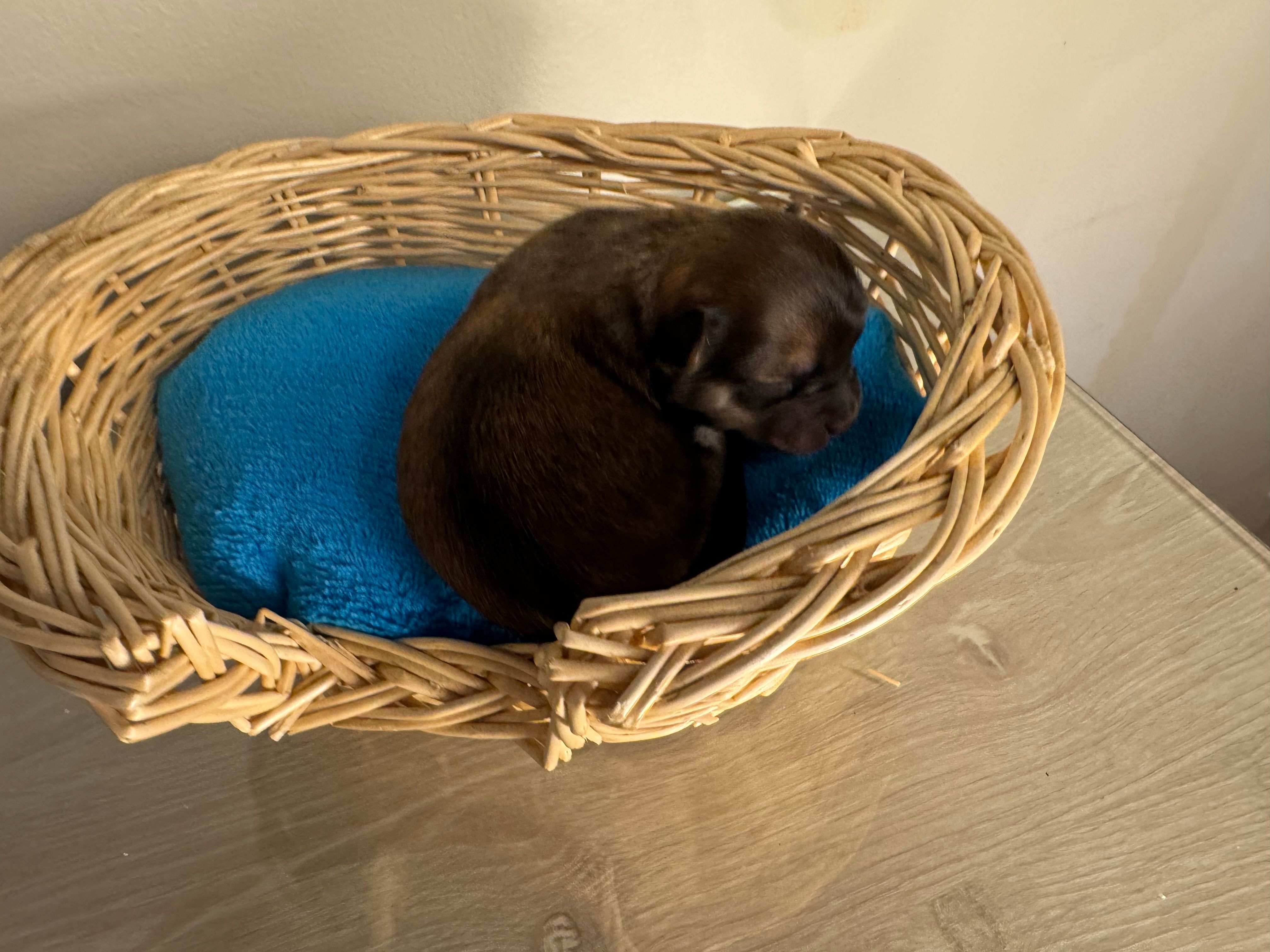 Sable – Pomchi puppy for sale in Woodstock, GA