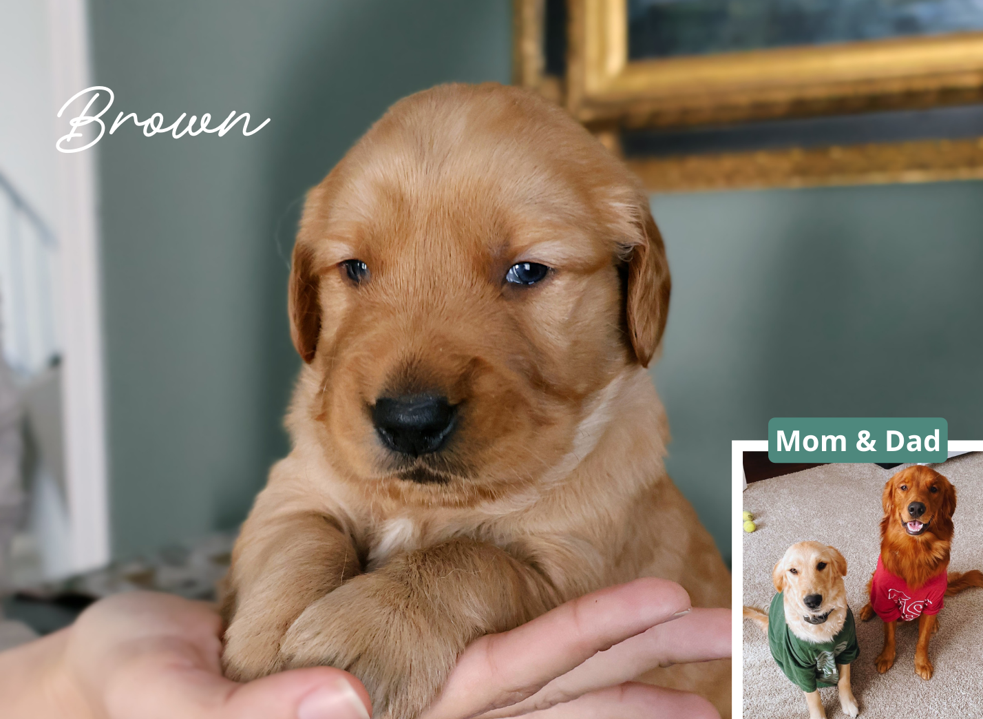 Brown – Golden Retriever puppy for sale in Houston, TX