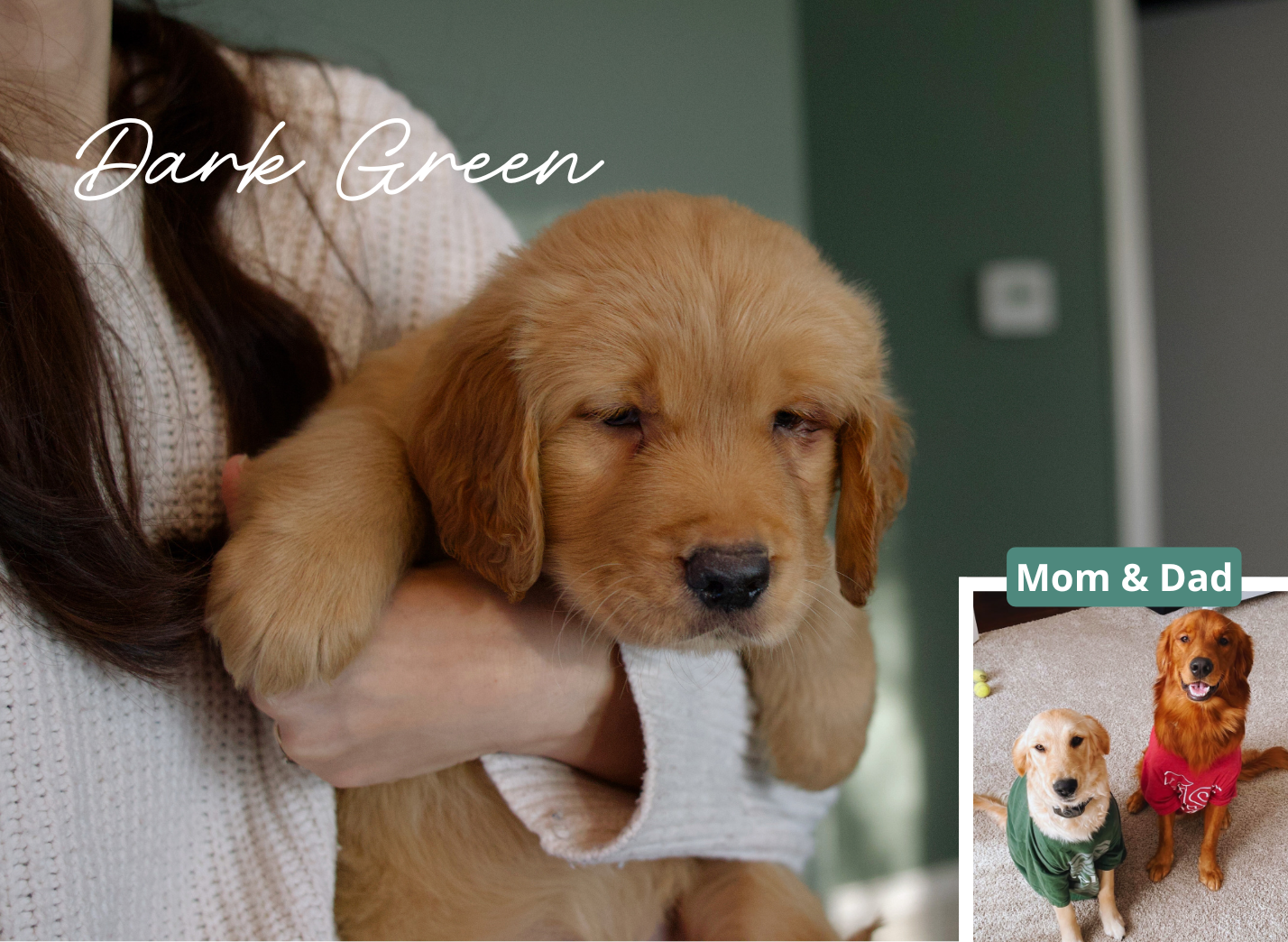 Dark Green – Golden Retriever puppy for sale in Houston, TX