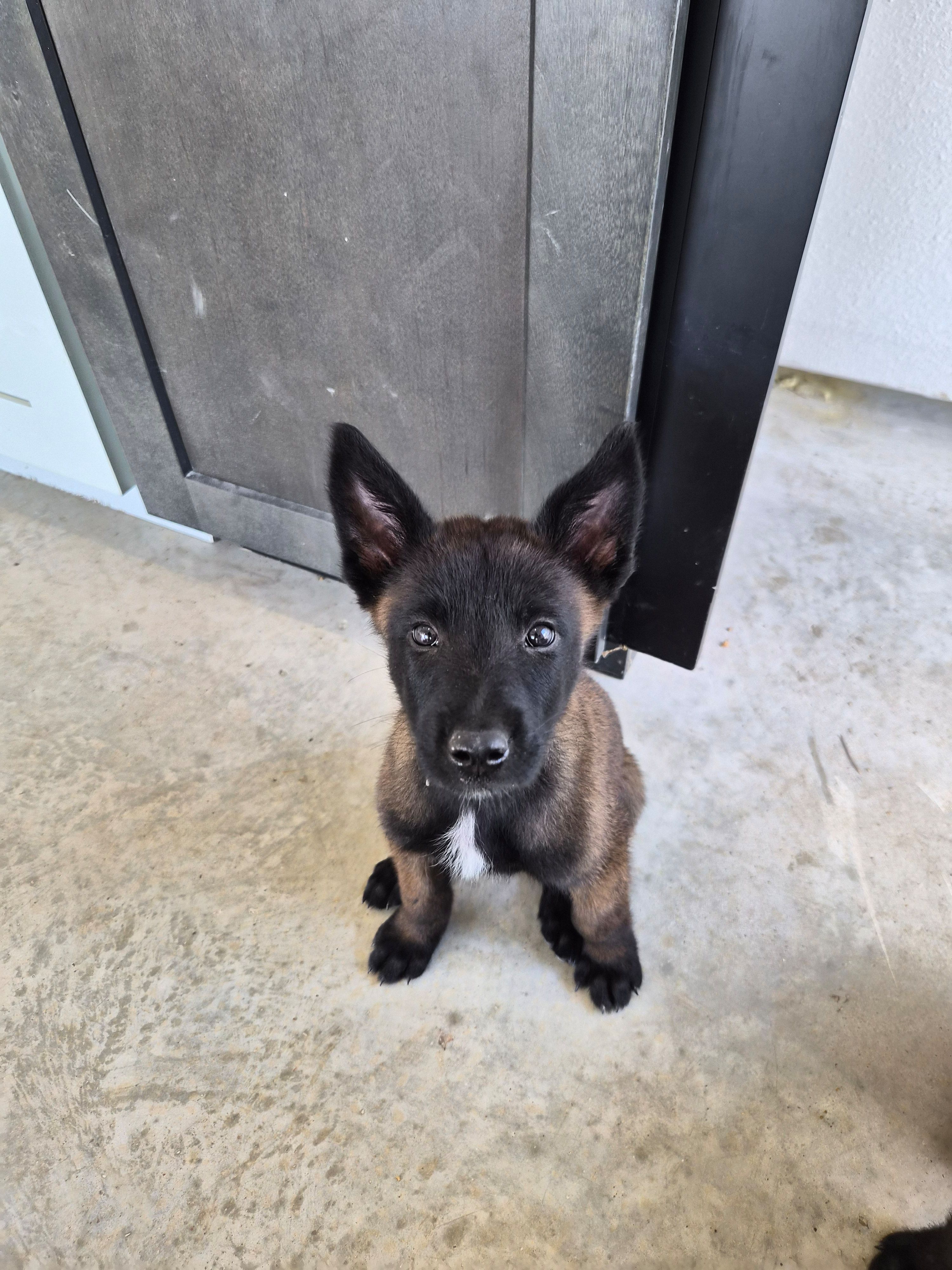 BJ – Belgian Malinois puppy for sale in Lockhart, TX