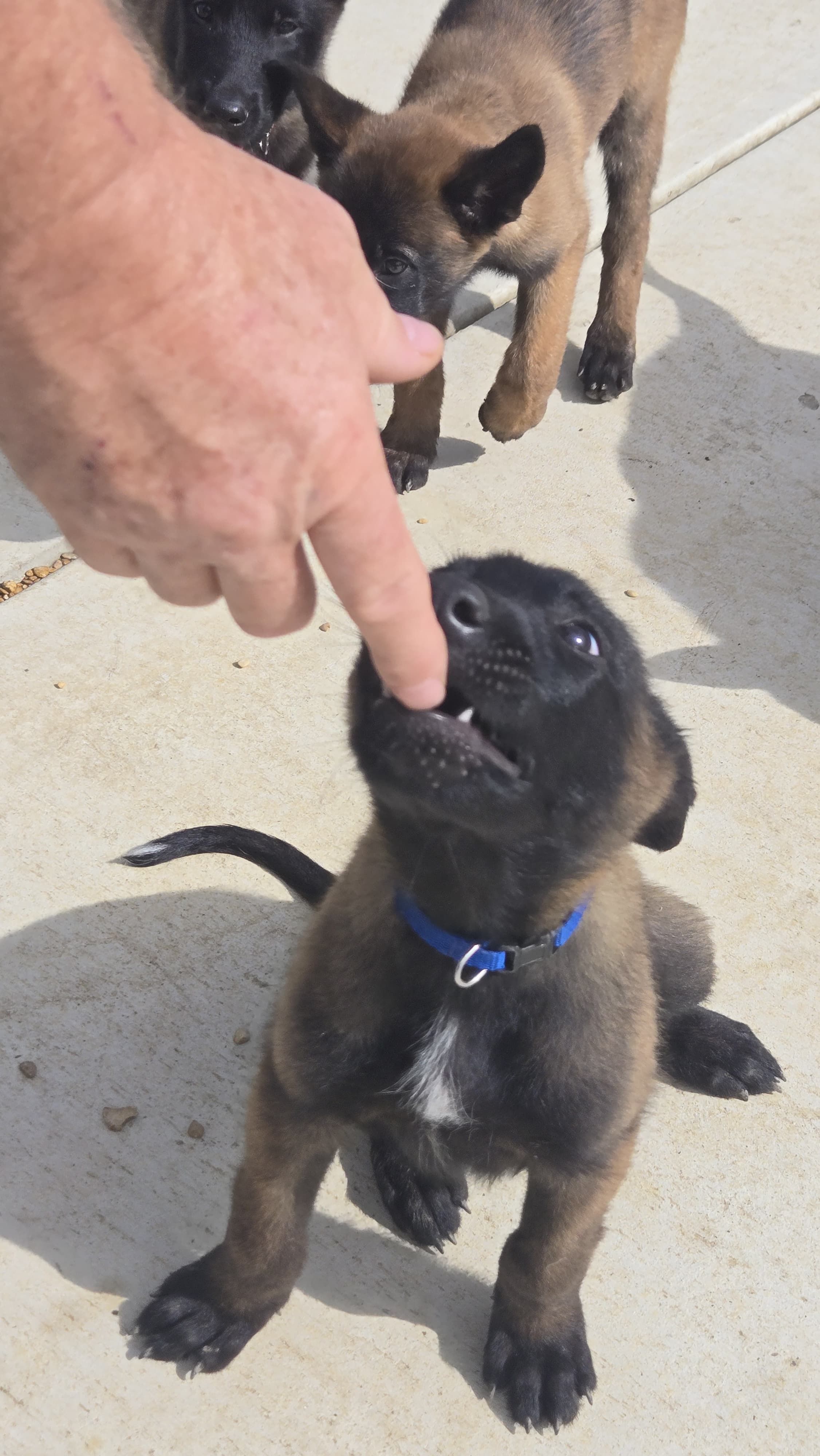 BJ, a male Belgian Malinois for sale in Lockhart, TX – Photo 2 of 3