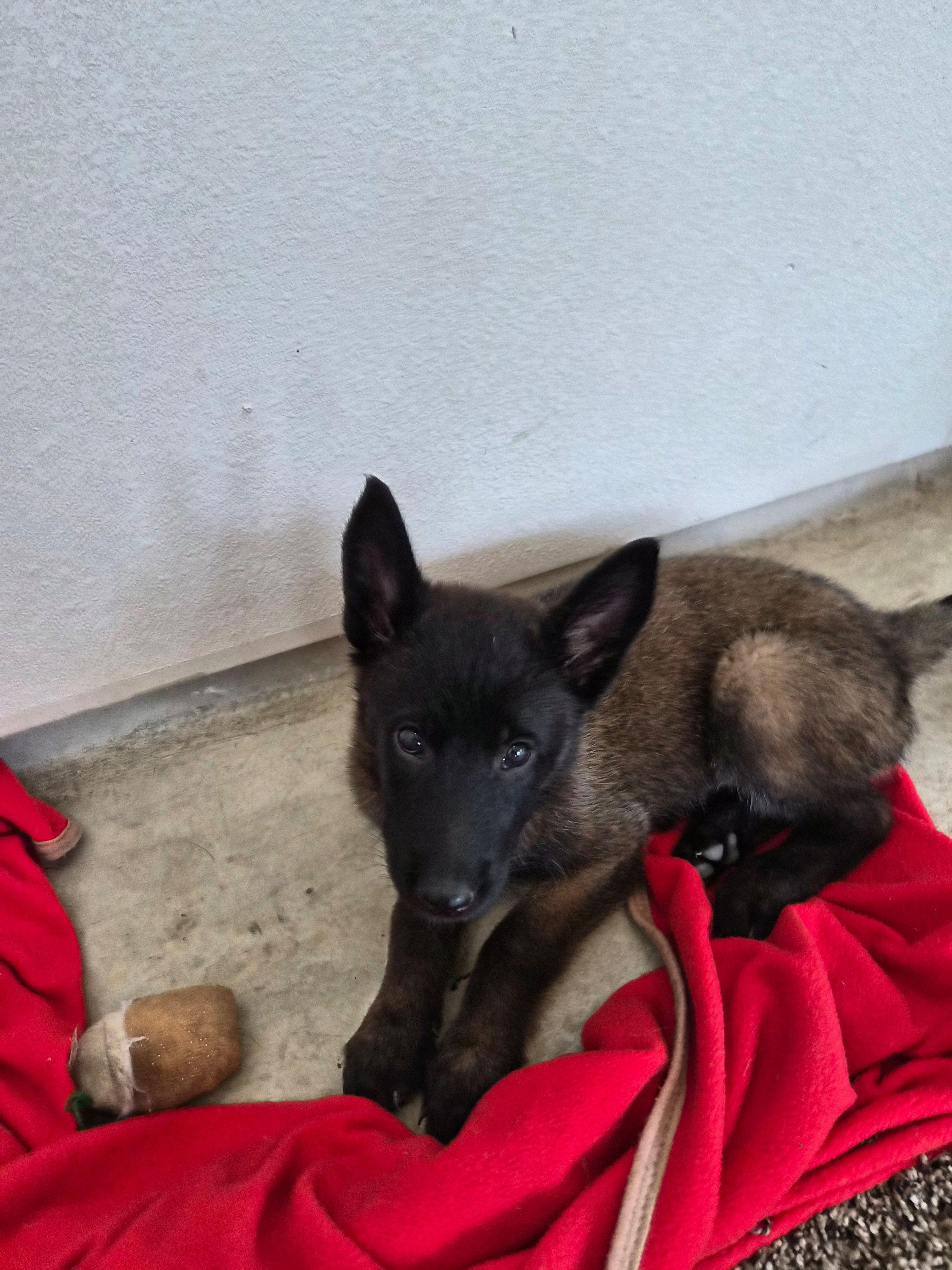 Kali – Belgian Malinois puppy for sale in Lockhart, TX