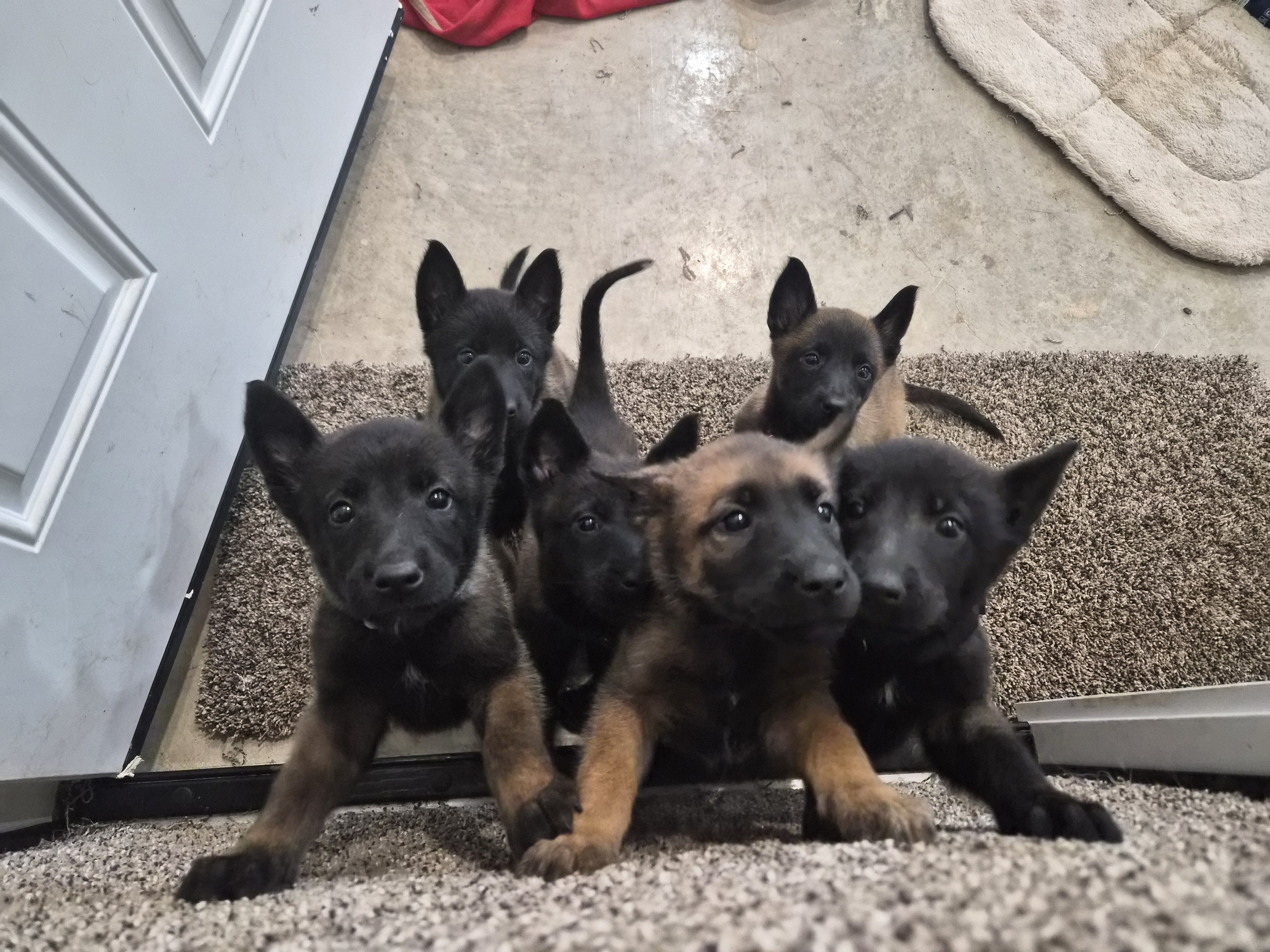 Kona, a female Belgian Malinois for sale in Lockhart, TX – Photo 2 of 2