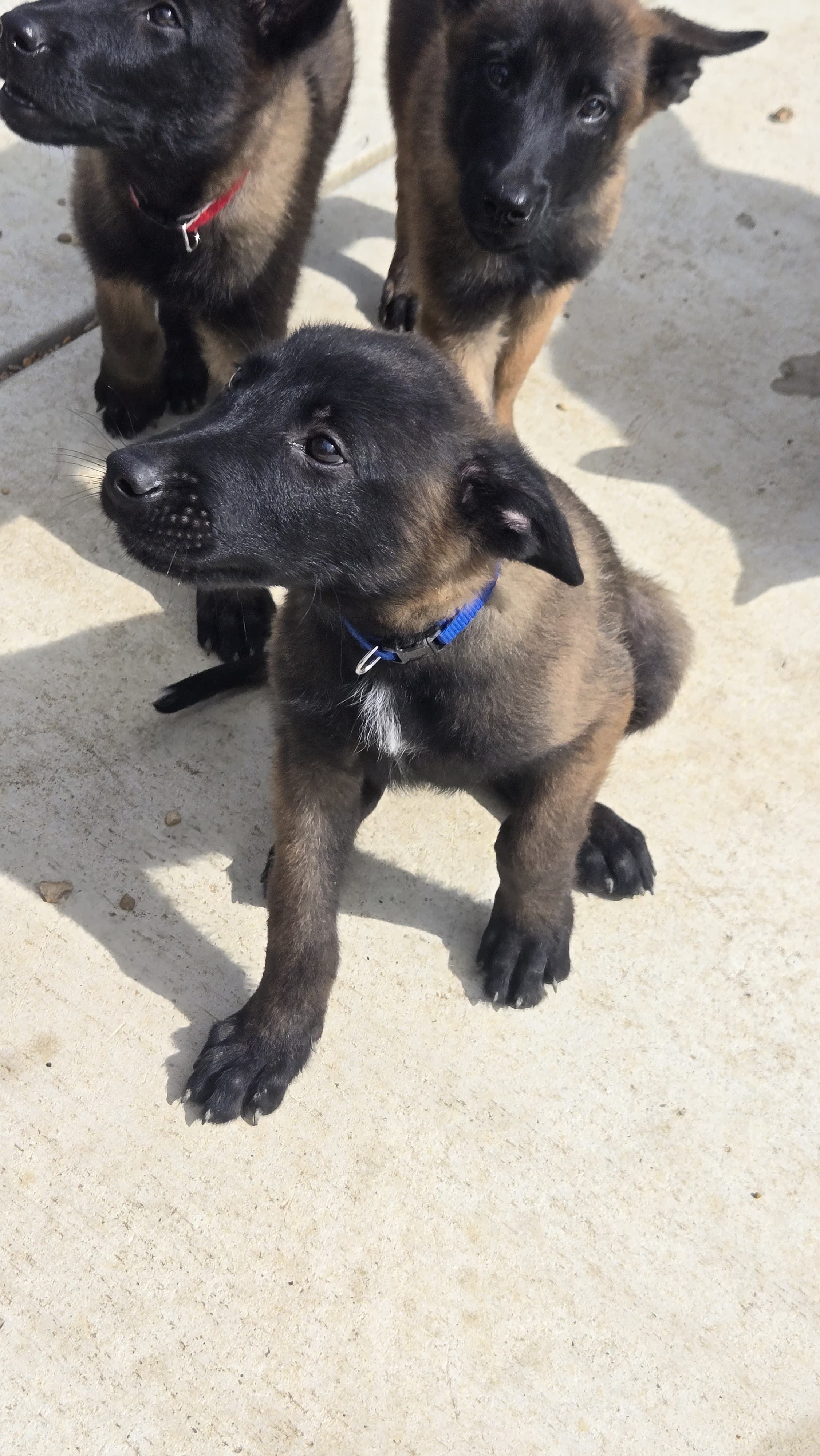 BJ, a male Belgian Malinois for sale in Lockhart, TX – Photo 3 of 3