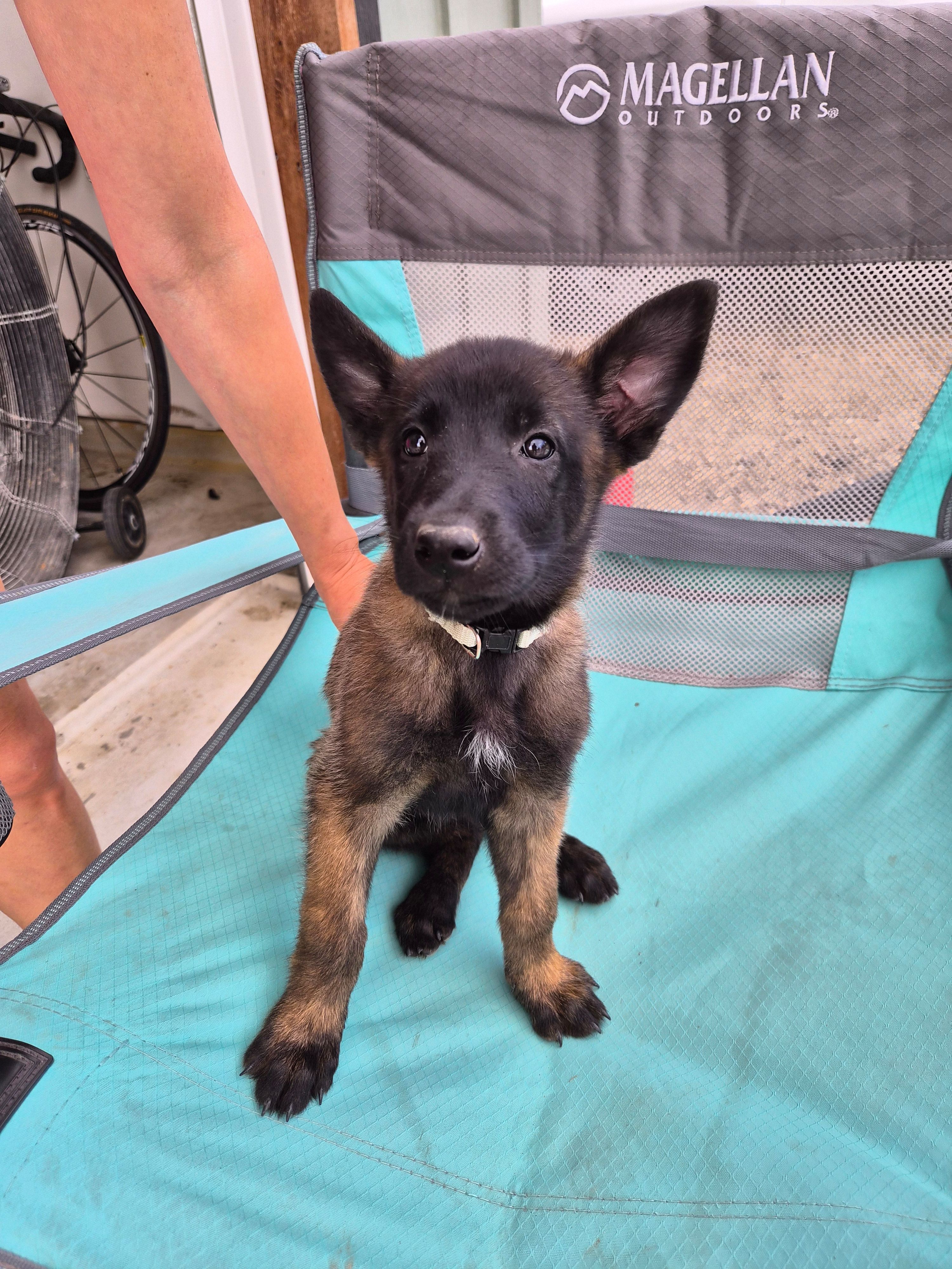 Kiki – Belgian Malinois puppy for sale in Lockhart, TX