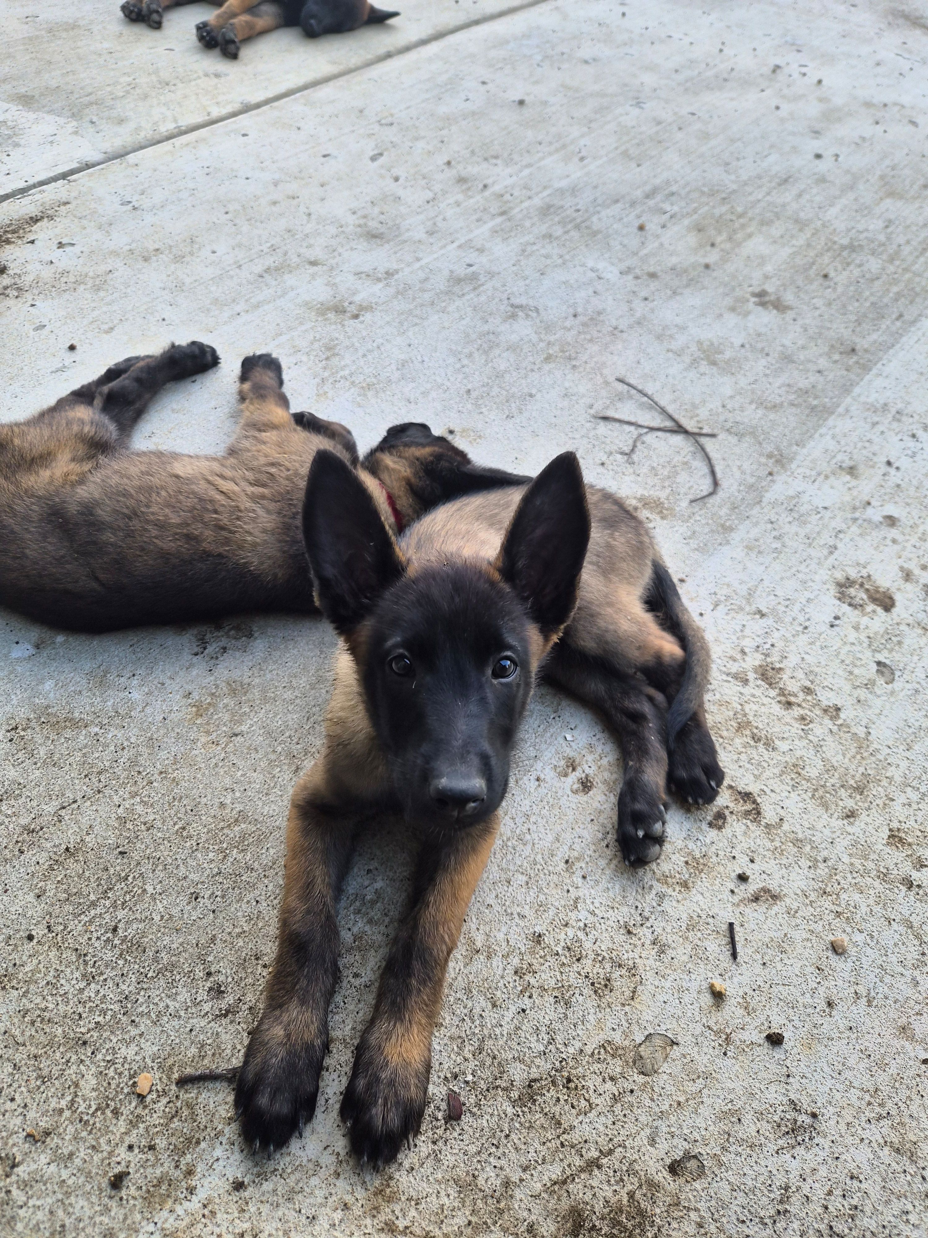 Kiki, a female Belgian Malinois for sale in Lockhart, TX – Photo 2 of 2